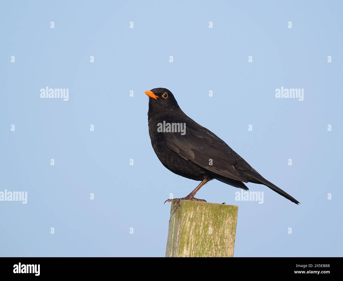 Amseln verwenden häufig Pfosten, um auf dem Boden nach möglichen Beutegegenständen zu singen oder zu suchen. Stockfoto