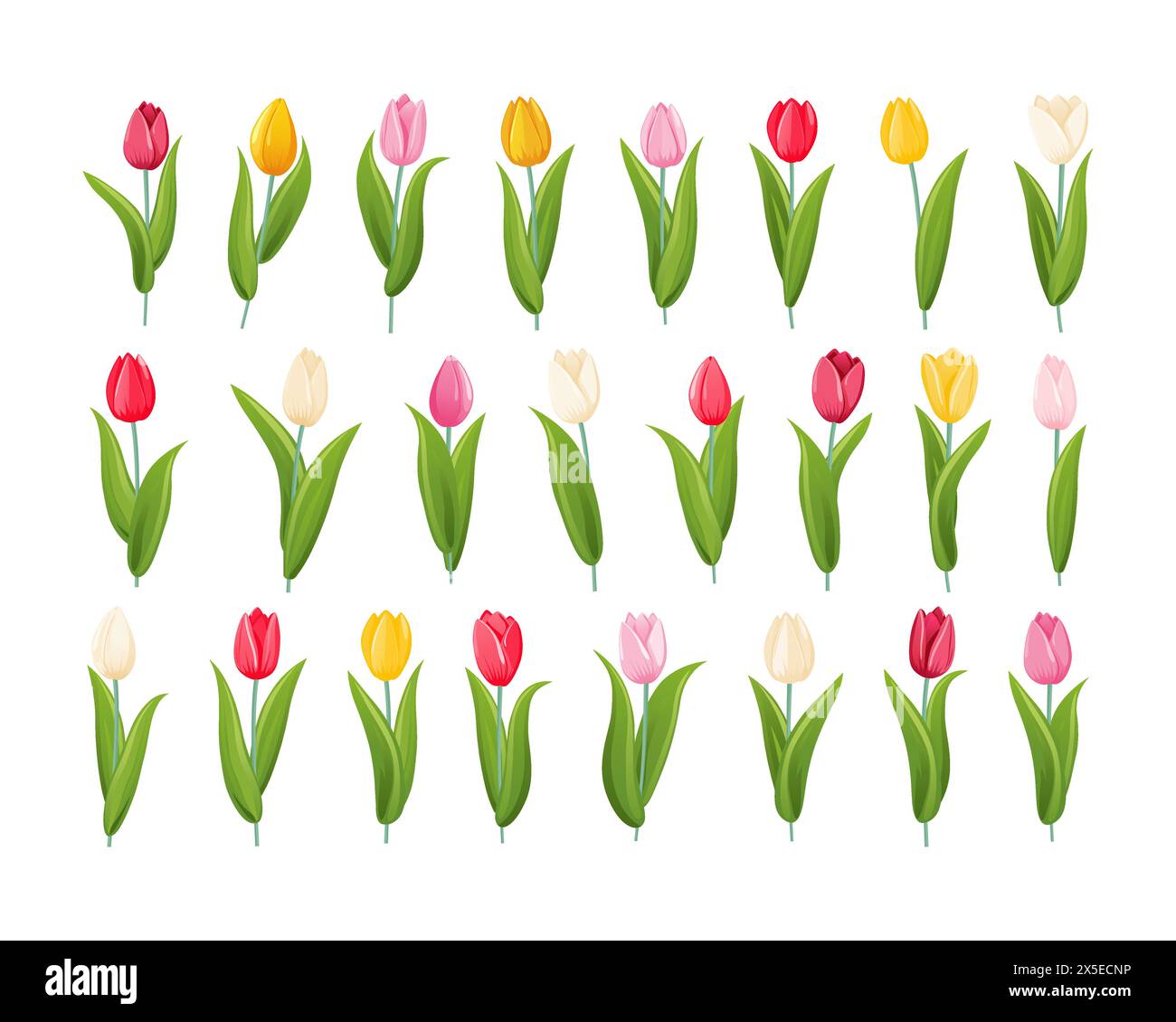 Ein Satz Tulpen in verschiedenen Farben und Formen. Tulpenblüte mit Stiel und Blättern. Eine bauchige Frühlingsblühpflanze aus der Familie der Lilien mit Hell, cu Stock Vektor