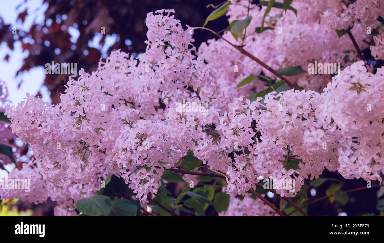 Fliederblüten im Frühling. Zweige des blühenden violetten Flieders im Garten. Romantische Blumen. Frühlingsblüte. Stockfoto