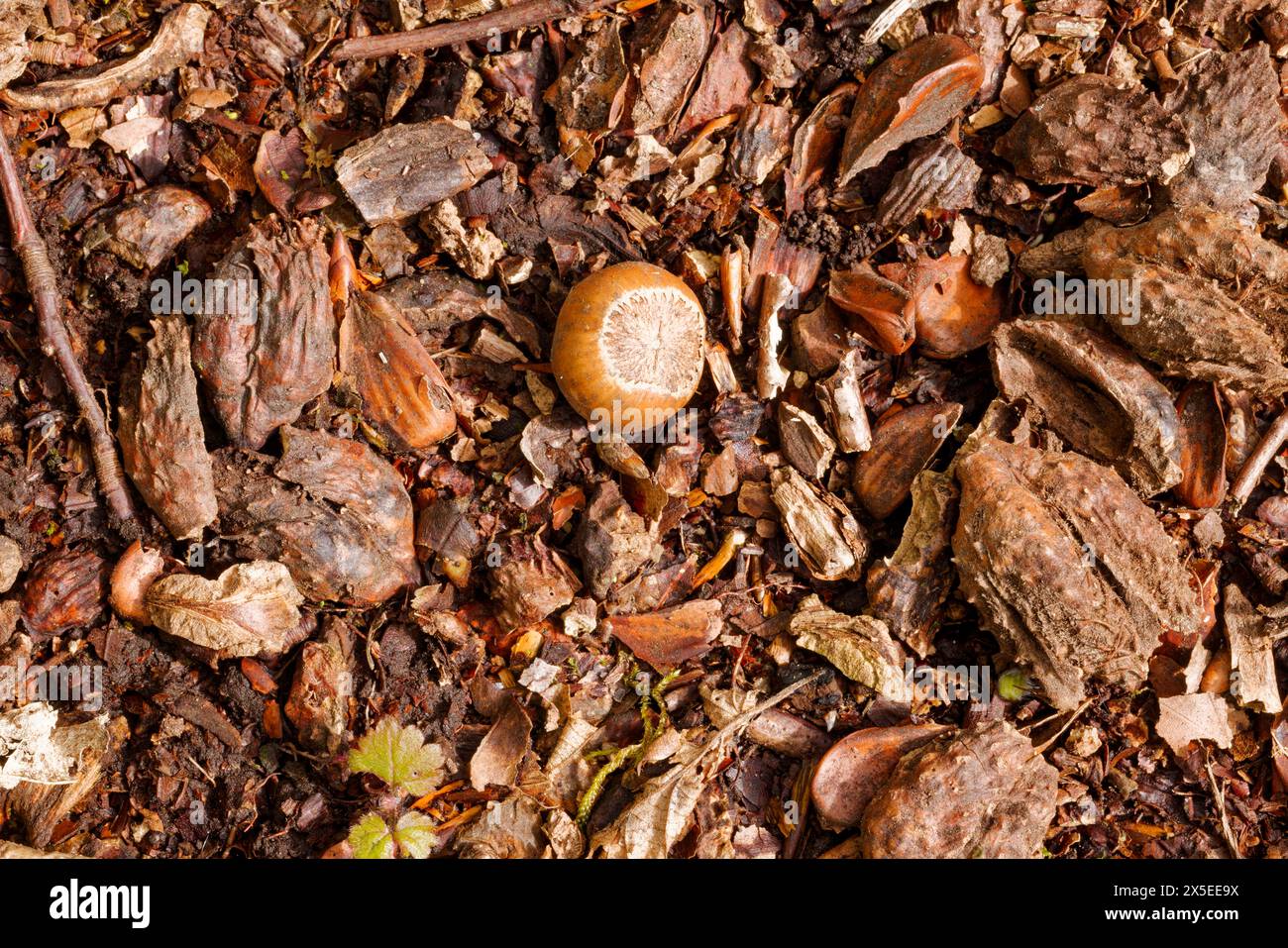 Blattstreu, Samen und Nüsse auf einem Waldboden. Stockfoto