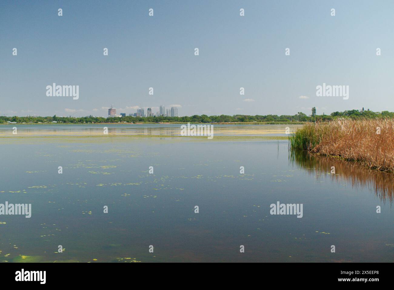 Im Boyd Hill Nature Preserve vom Boden über dem Lago Maggiore in St. Petersburg Florida in Richtung Innenstadt mit großen Gebäuden im Hintergrund. Ruhig Stockfoto