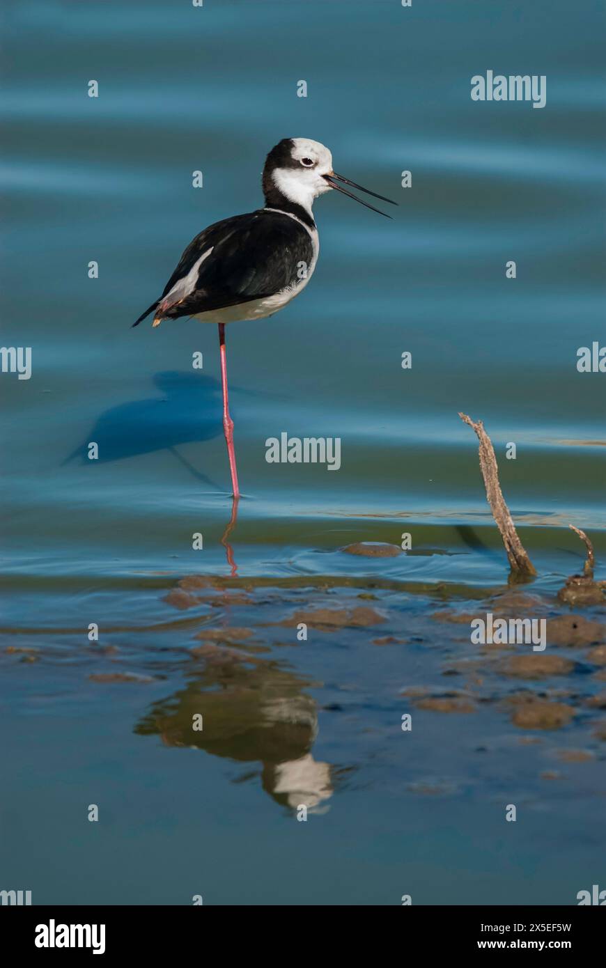 Südlicher Stelzen, Himantopus melanurus im Flug, Provinz La Pampa, Patagonien, Argentinien Stockfoto