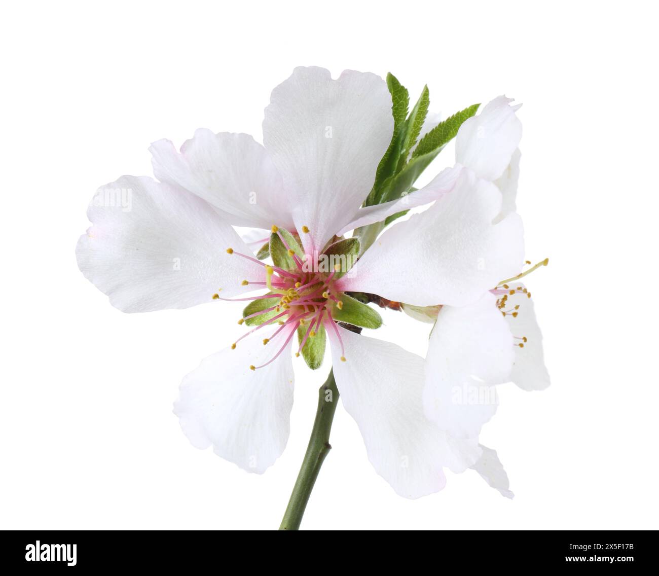 Schöne Frühlingsbaumblüten isoliert auf weiß Stockfoto