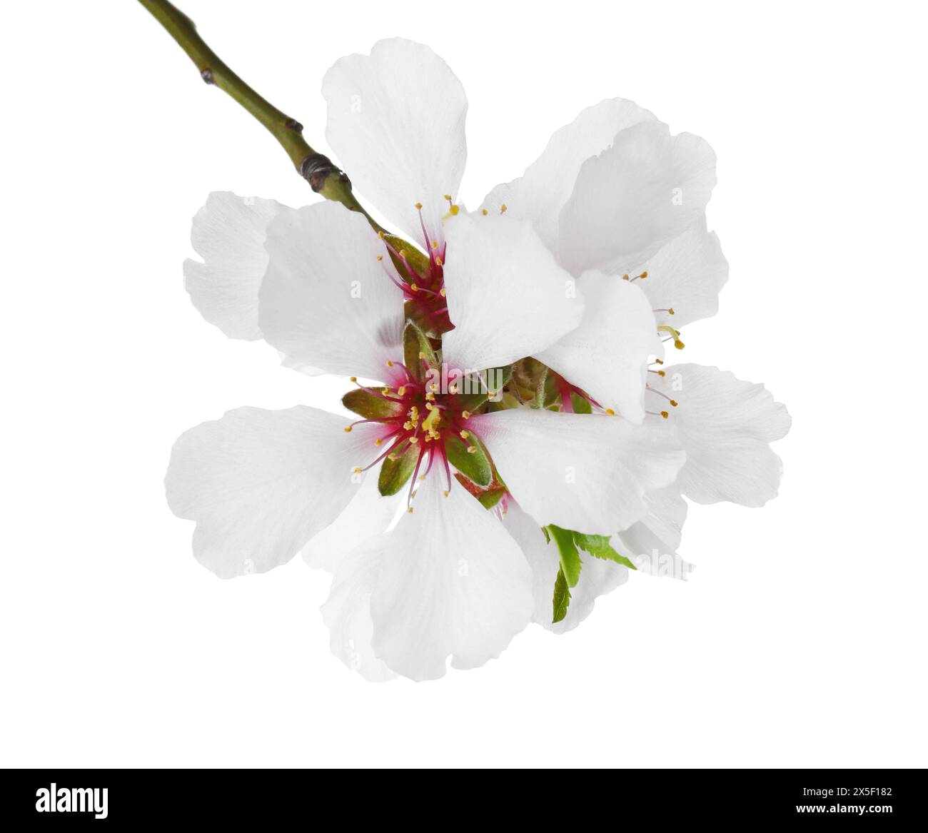 Baumzweig mit schönen Blüten isoliert auf weiß. Frühlingssaison Stockfoto