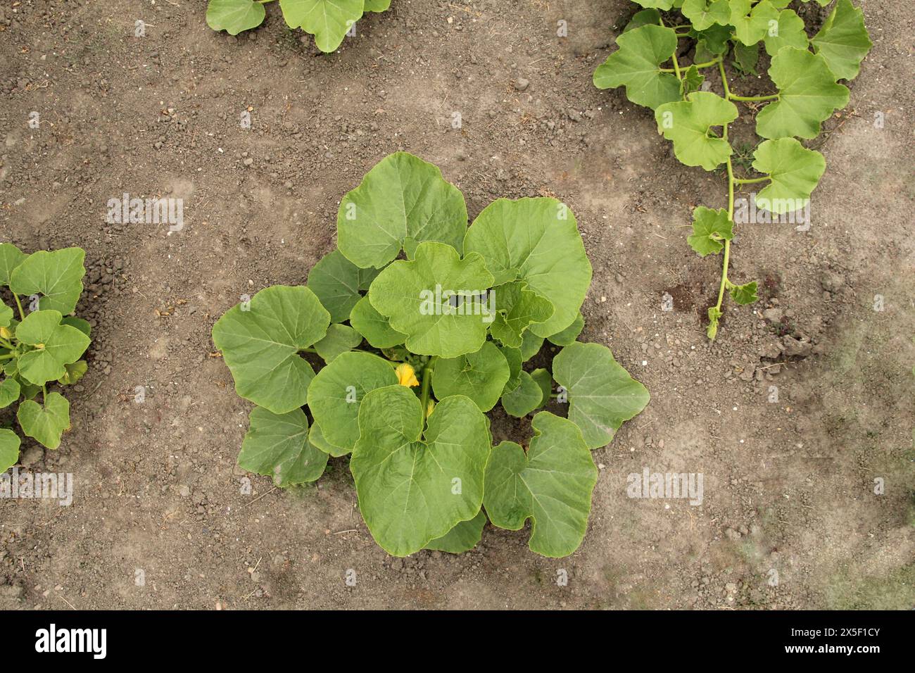 Blick von oben auf eine wachsende Kürbispflanze in einem biologischen Gemüsegarten Stockfoto