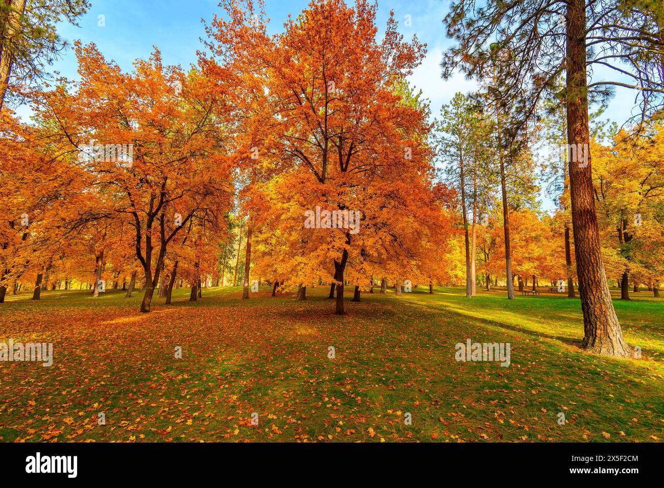 Leuchtende Herbstfarben in Gelb, Rot und Orange im High Bridge Park in Downtown Spokane, Washington, USA. Stockfoto