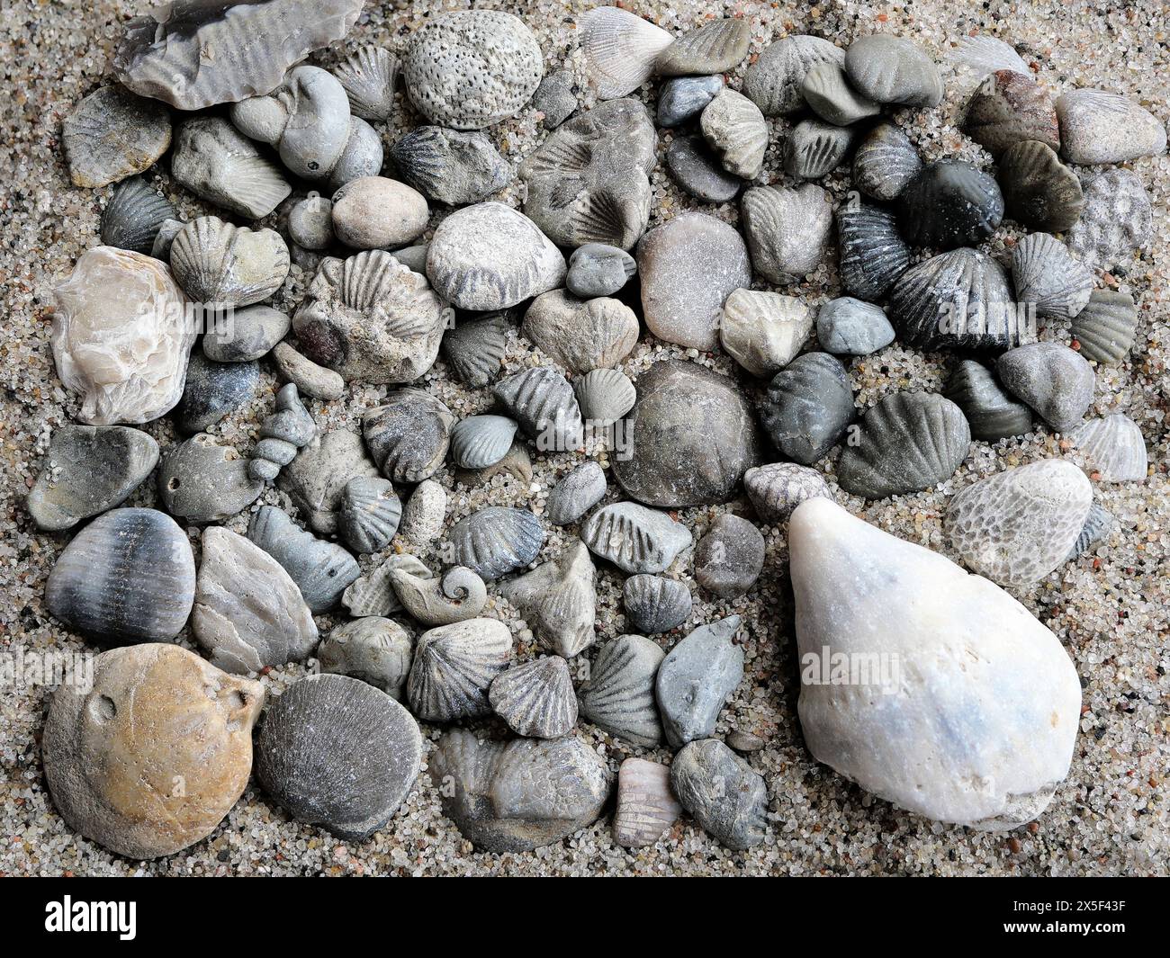 Fossile Schätze aus der Ostsee: Versteinerte Muscheln und Meereskorallen, die an antike Geheimnisse erinnern. Ideal für Sammler und Dekoration. Stockfoto