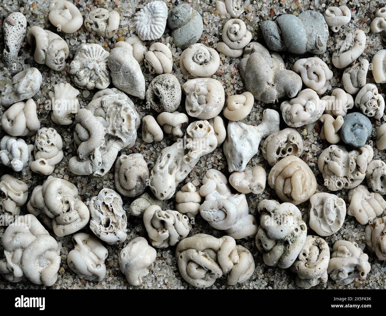 Empfindliche Kalkröhren von Polychaetenwürmern, kleine Fossilien aus der Ostsee. Ideal für Sammler und faszinierende Hintergründe. Stockfoto