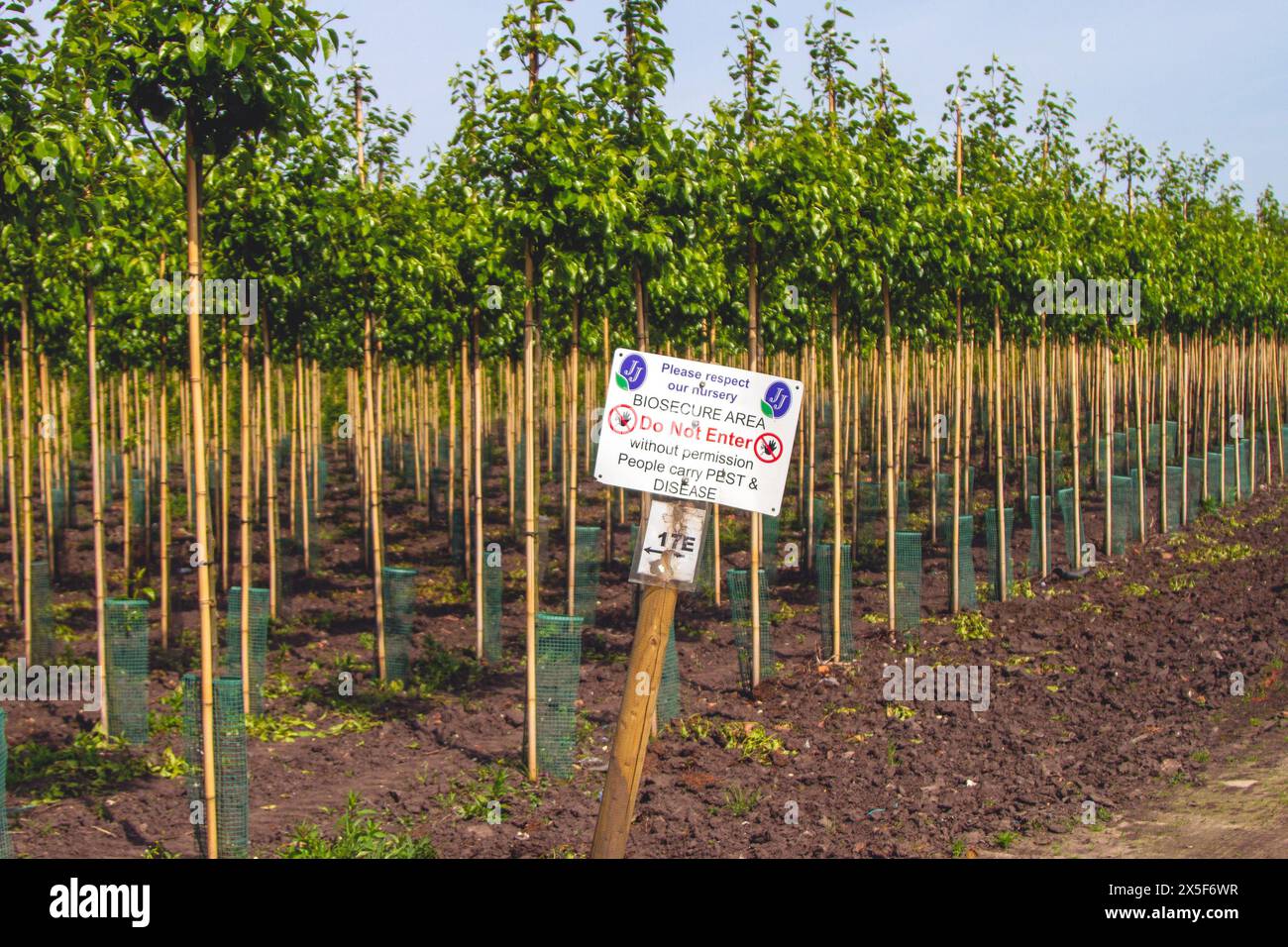 BioSecure Area in Tree Nursery, Southport, Großbritannien Stockfoto