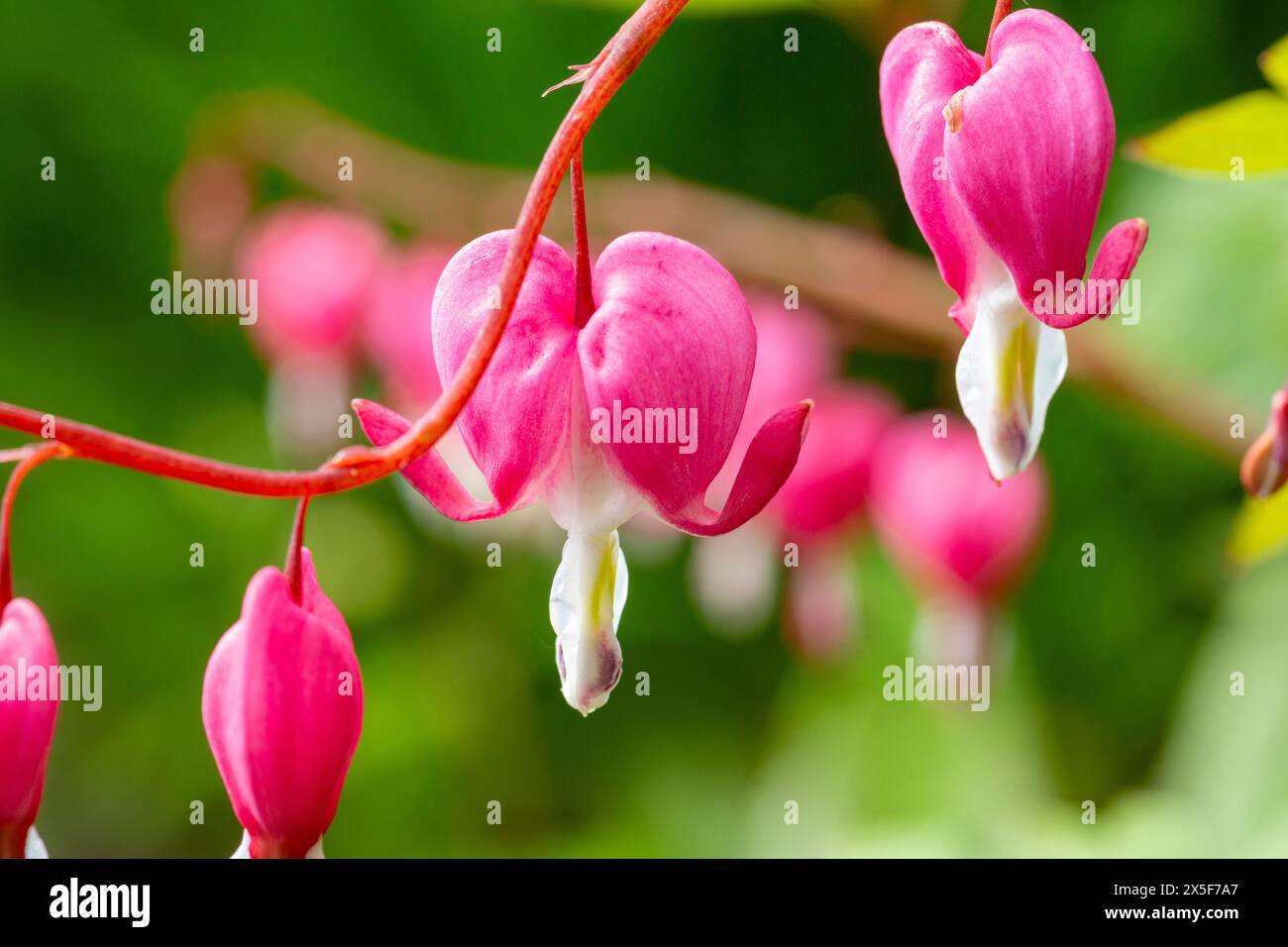 Nahaufnahme der schönen Frühlingsblühenden, herzförmigen Blüten der blutenden Herzpflanze, auch bekannt als Lamprocapnos spectabilis, Dicentra spectabilis Stockfoto