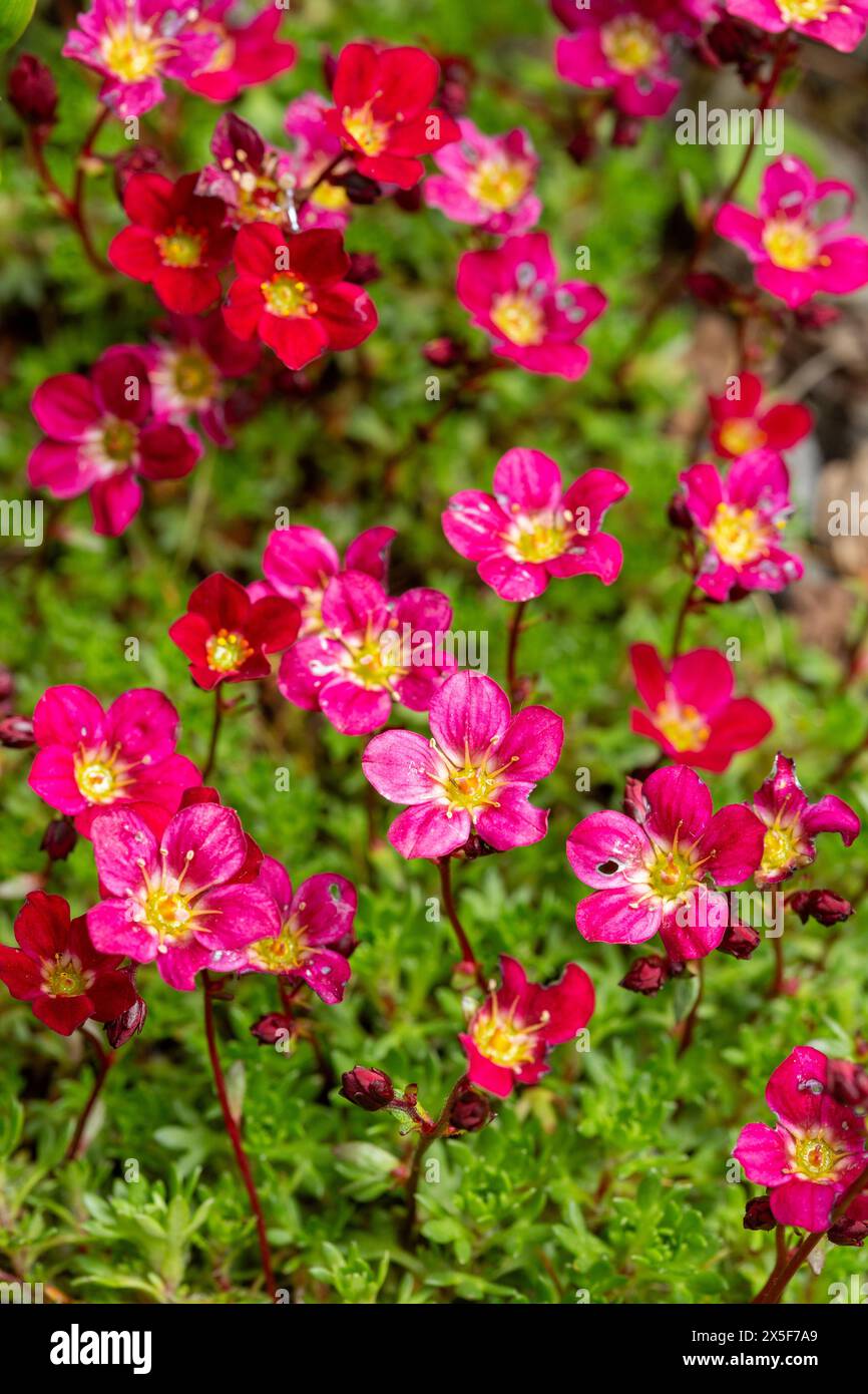 Saxifraga arendsii (Peter Pan) Stockfoto