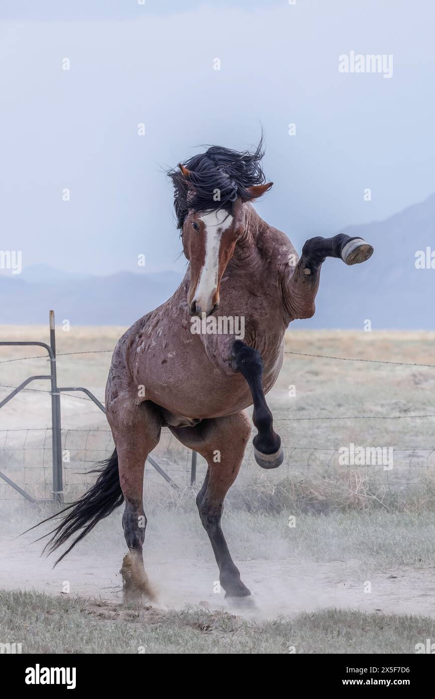 Die Wildpferdeherde des Onaqui Mountain hat eine leichte bis mittelschwere Struktur und ist in Farben wie Sauerampfer, roan, Buchleder, Schwarz, Palomino, und grau. Stockfoto