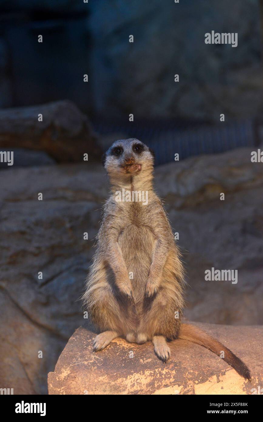 Erwachsene männliche Meerkat Suricata suricatta oder suricate in Gefangenschaft in seinem Glaskäfig im Zoo von Sofia, Sofia Bulgarien, Osteuropa, Balkan, EU Stockfoto