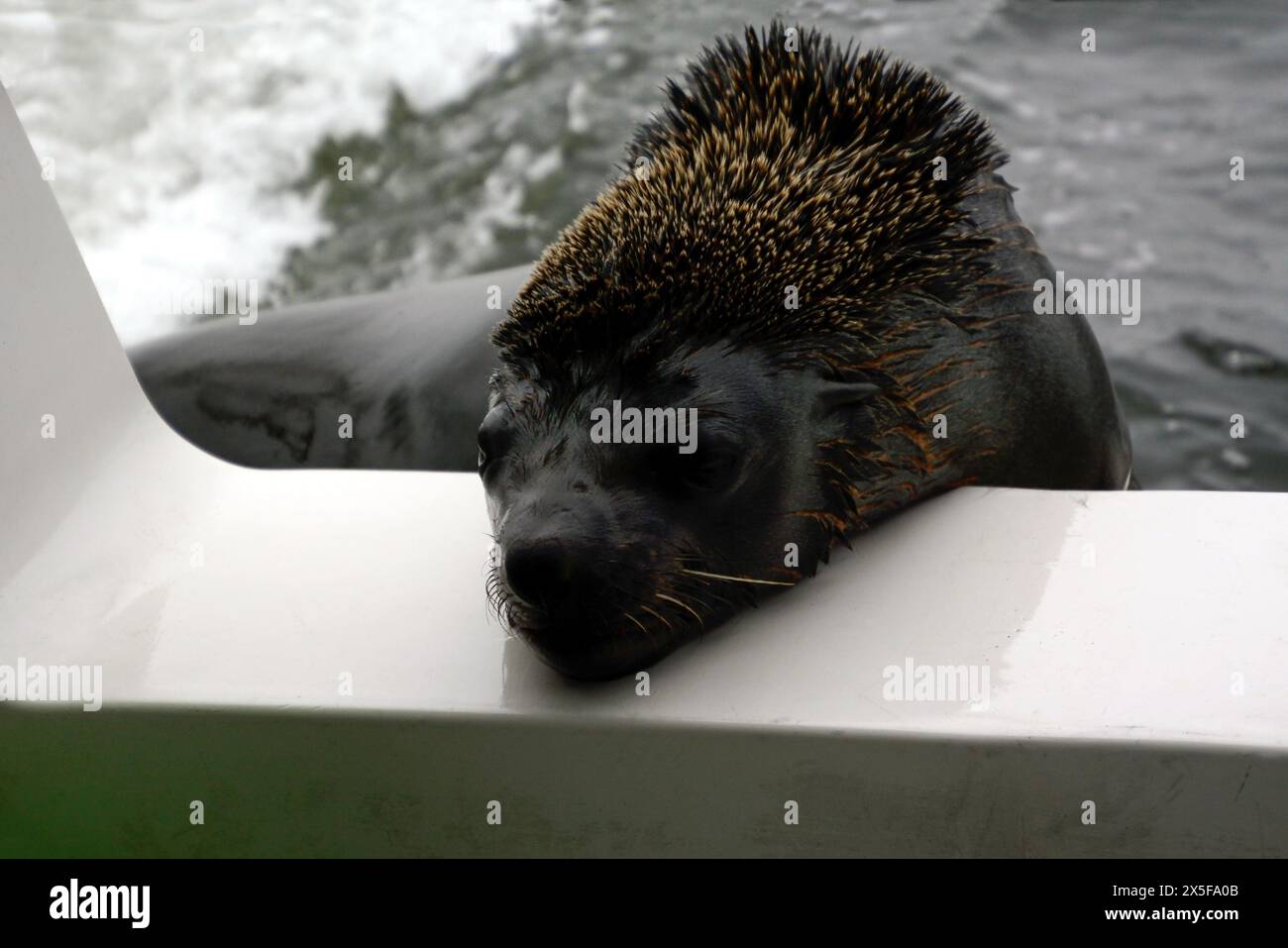 Eine Nahaufnahme des Kopfes eines Seelöwen, den er auf der Seite eines Bootes vor dem Hintergrund von Meereswellen und einem Teil eines Bootes platziert hat Stockfoto