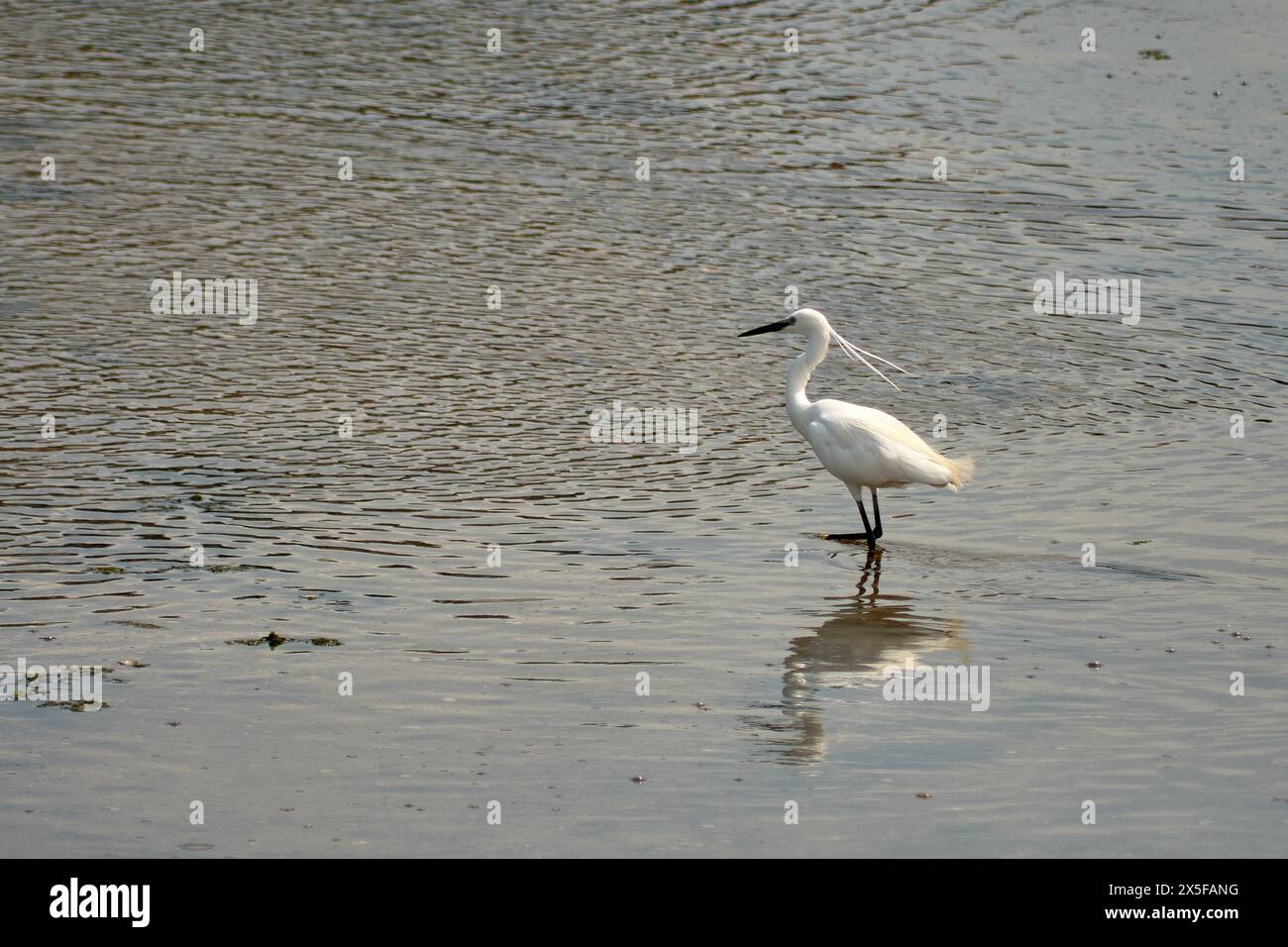 Kleiner Egret (Egretta garzetta) Ein kleiner, schneebedeckter weißer Reiher mit dünnem, dunklem Schnabel, schwärzlichen Beinen und gelblichen Füßen (goldene Hausschuhe). Der Erwachsene in b Stockfoto