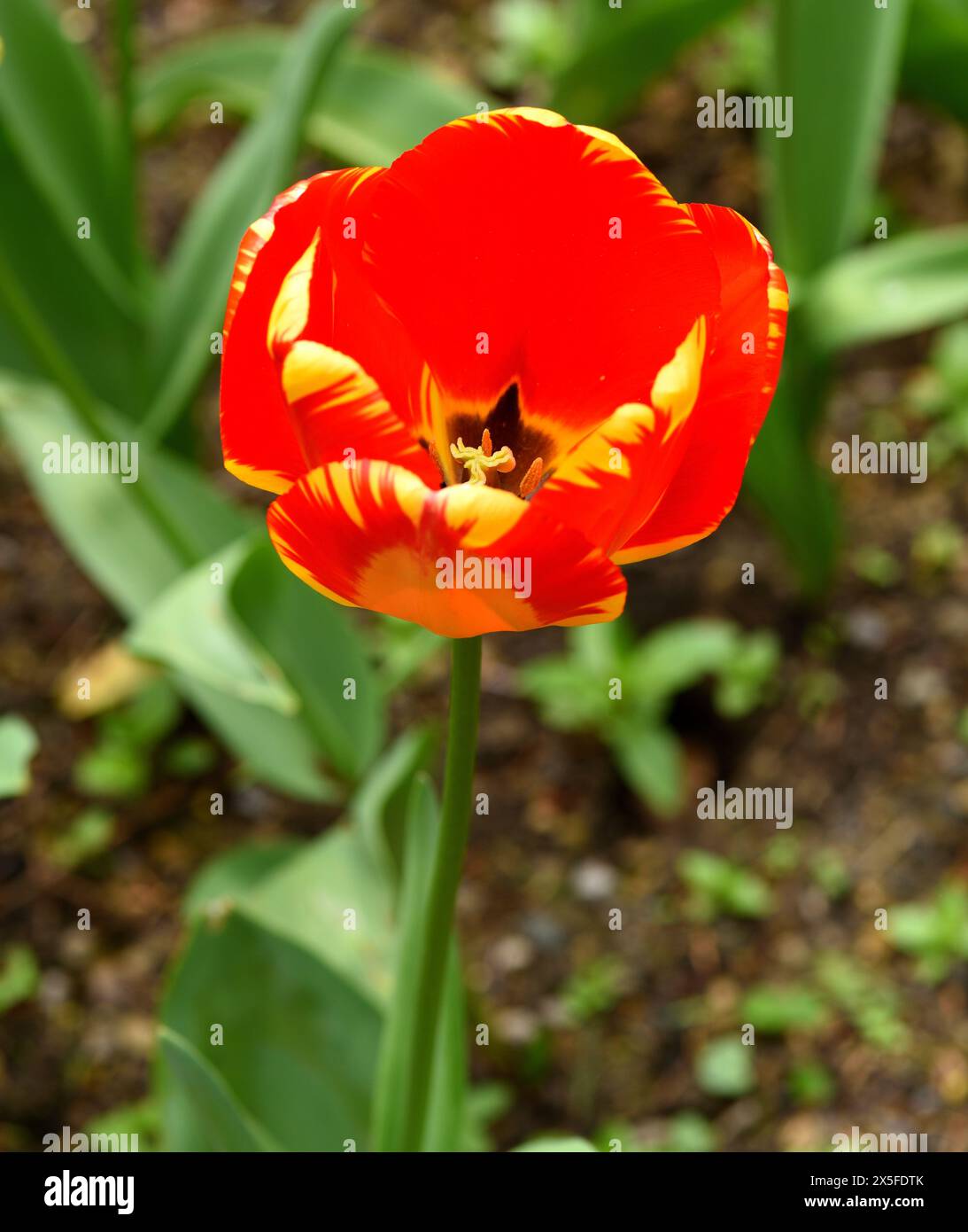 Eine einzige Blüte der Tulpe Banja Luka in Nahaufnahme. Stockfoto