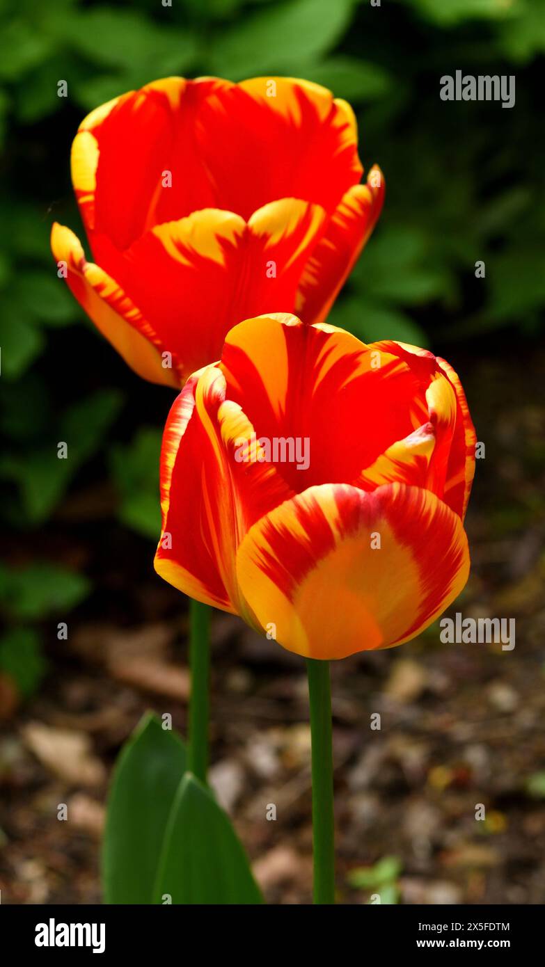 Zwei leuchtende Blüten der Tulpe Banja Luka. Stockfoto