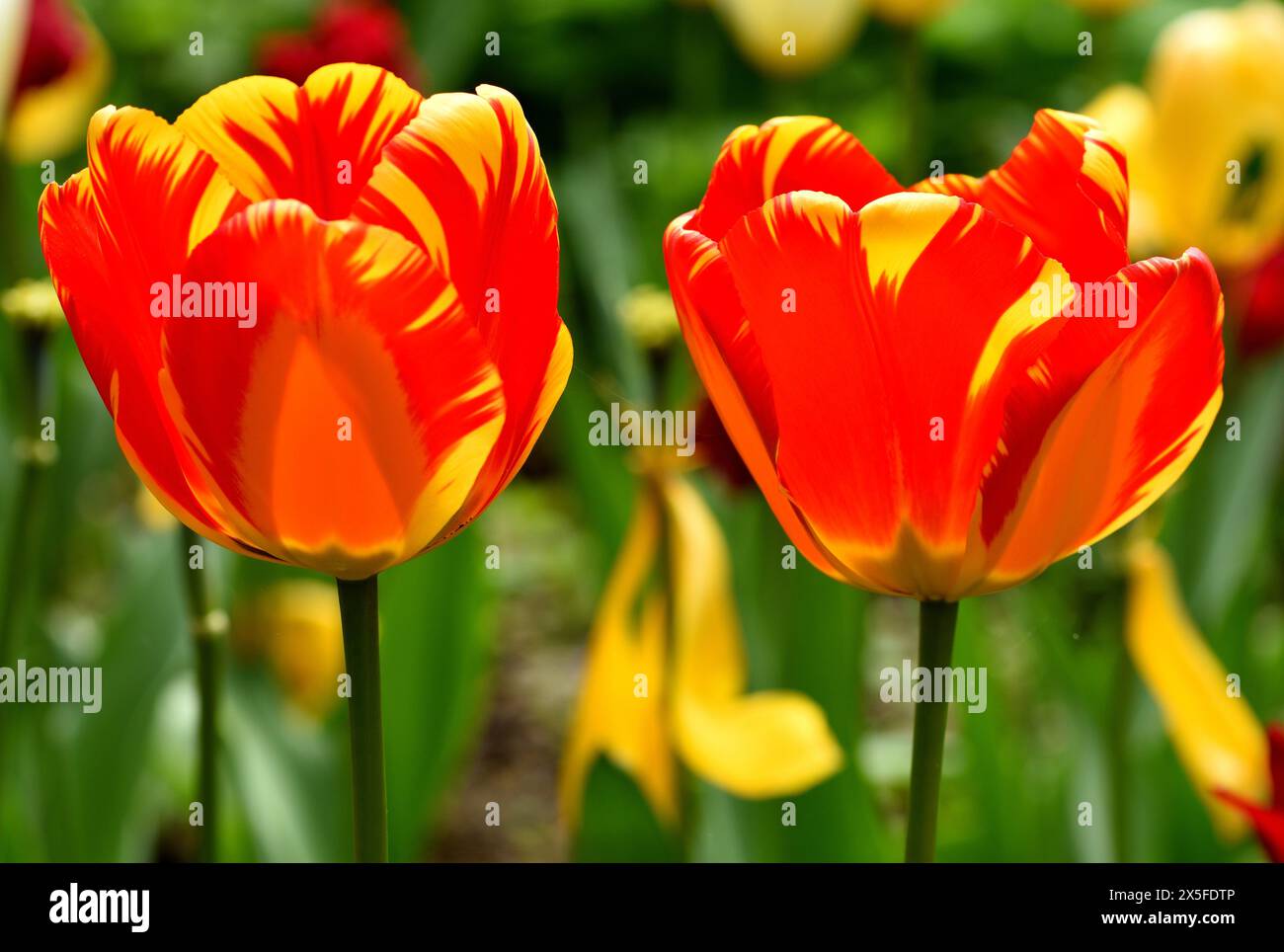 Zwei leuchtende Blüten der Tulpe Banja Luka. Stockfoto