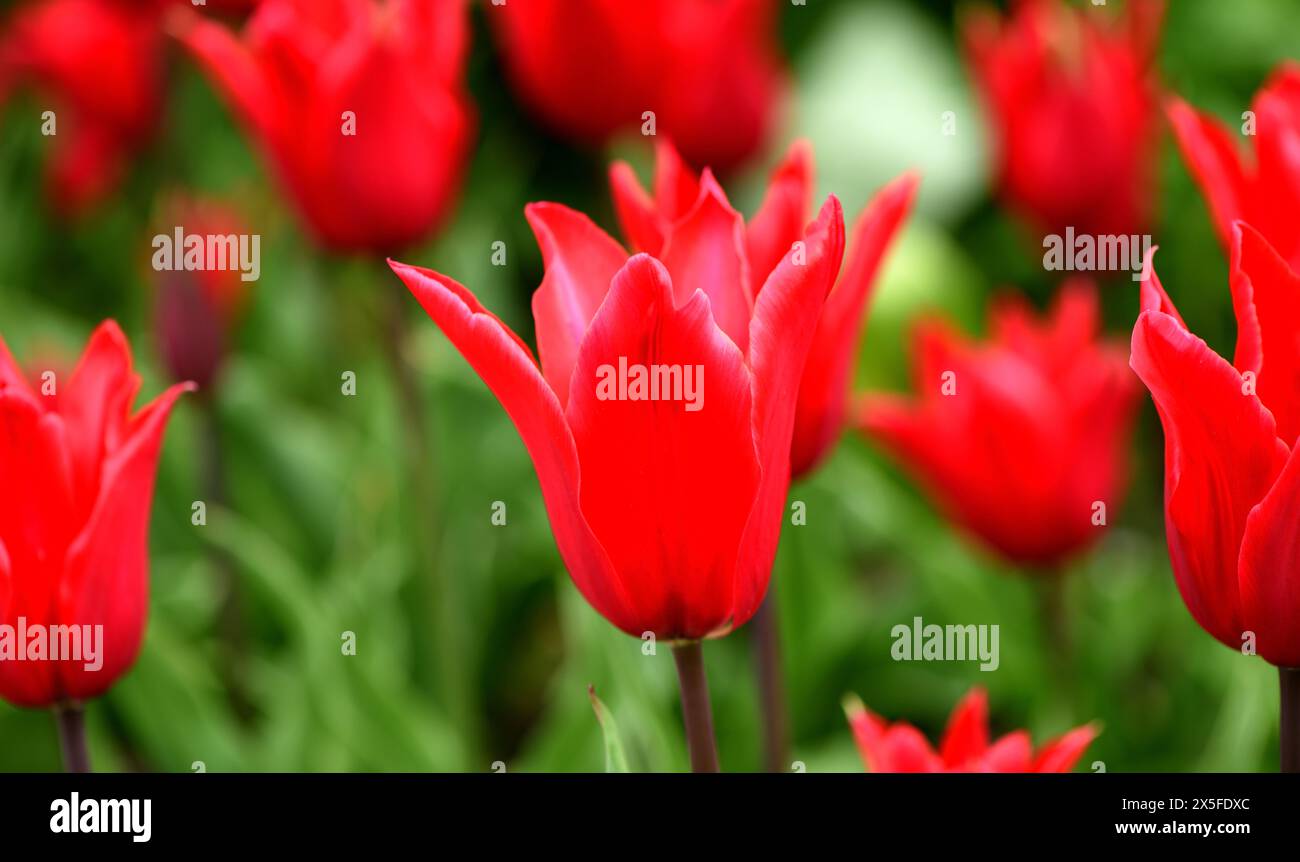 Die leuchtende rote Blüte der Tulip Red Street. Stockfoto