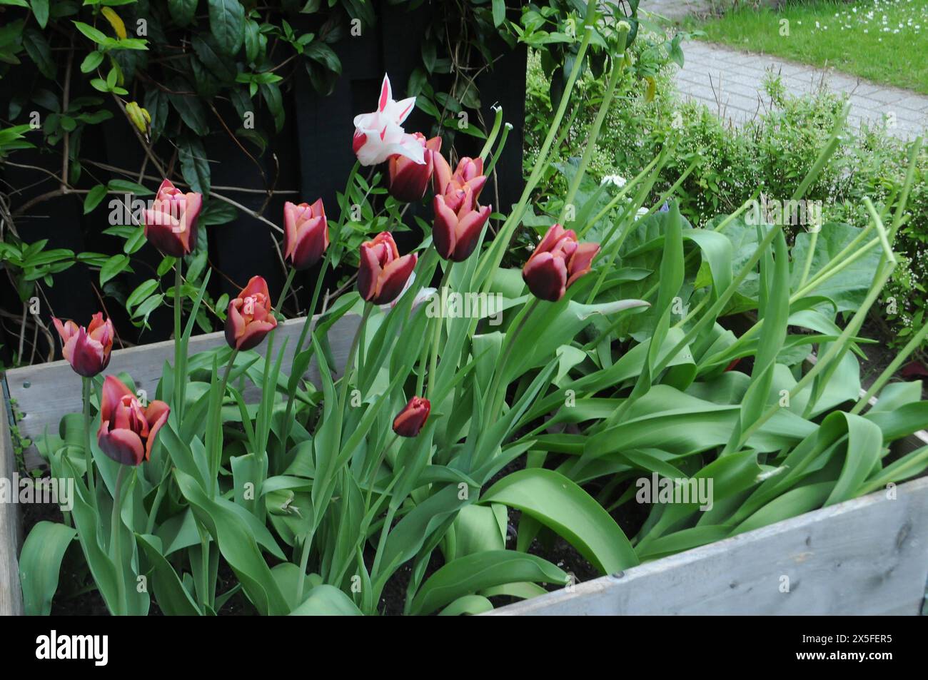 Kopenhagen, Dänemark /09 Mai 2024Tulpenblumen Quellen in dänischer Hauptstadt Foto. Bilder von Francis Joseph Dean/Dean SIND NICHT FÜR KOMMERZIELLE ZWECKE BESTIMMT Stockfoto