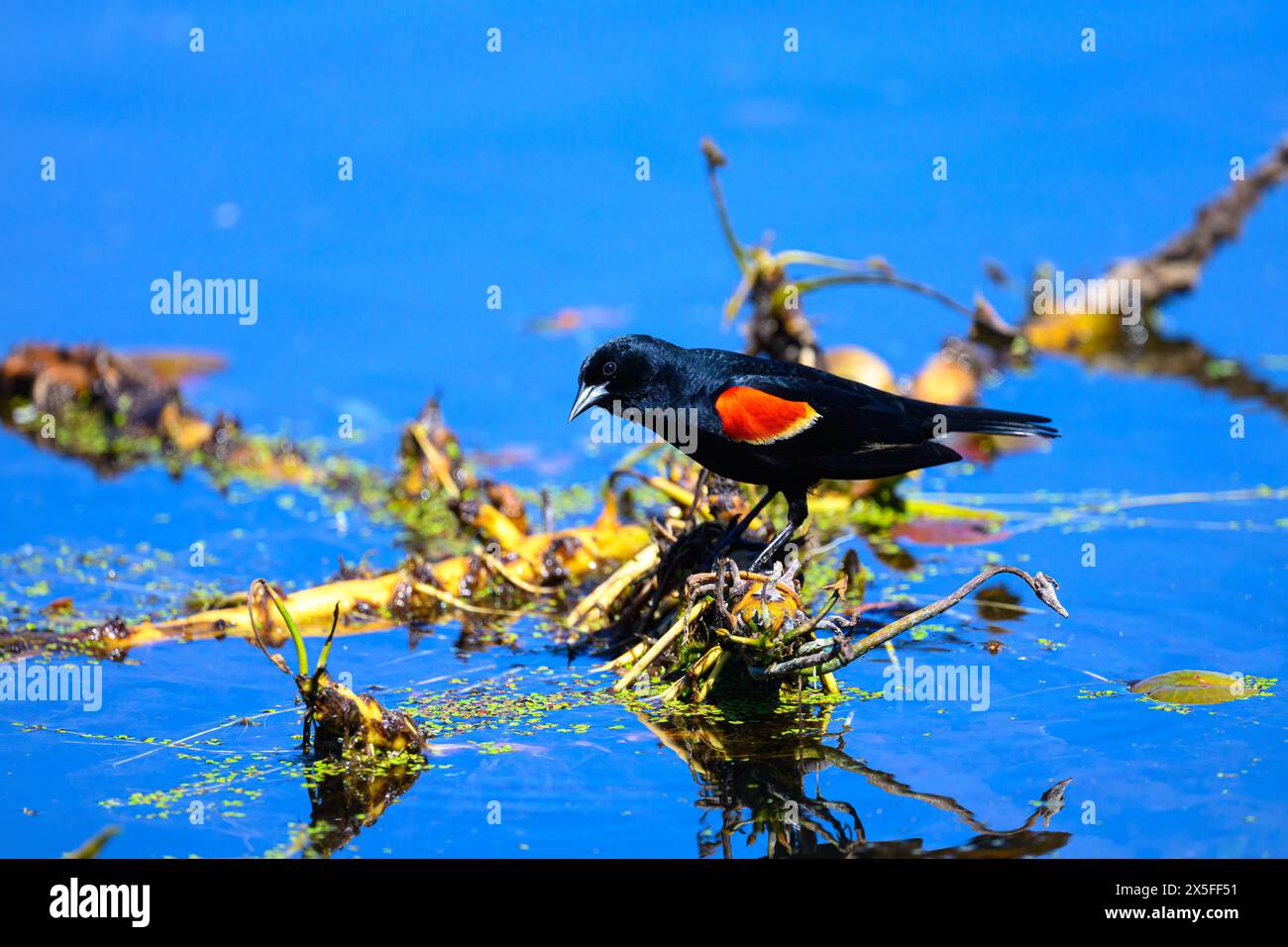 Eine Postrotgeflügelte Amsel (Agelaius phoeniceus) steht auf schwimmender Vegetation in einem Teich in Michigan, USA. Stockfoto