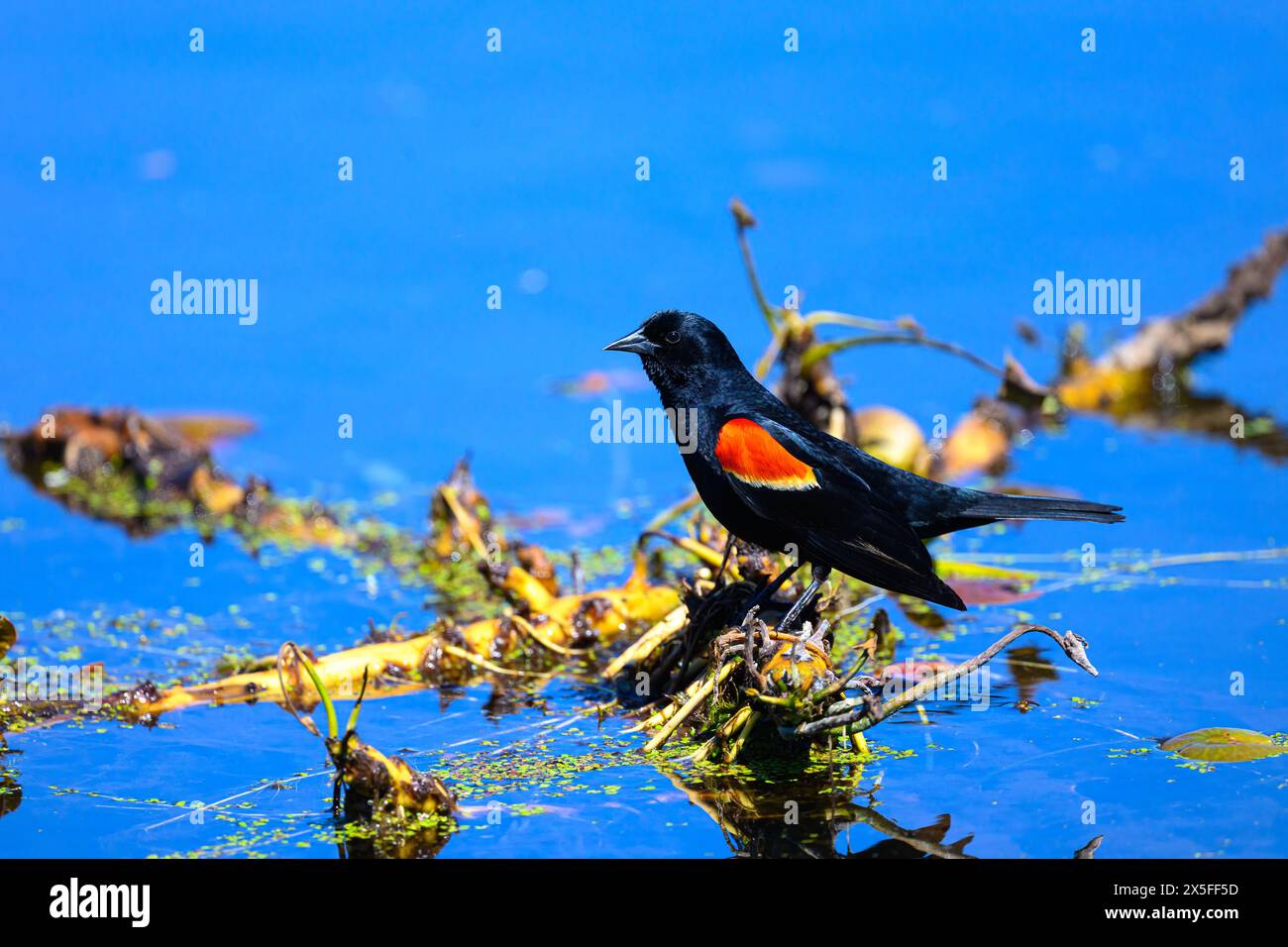 Eine Postrotgeflügelte Amsel (Agelaius phoeniceus) steht auf schwimmender Vegetation in einem Teich in Michigan, USA. Stockfoto