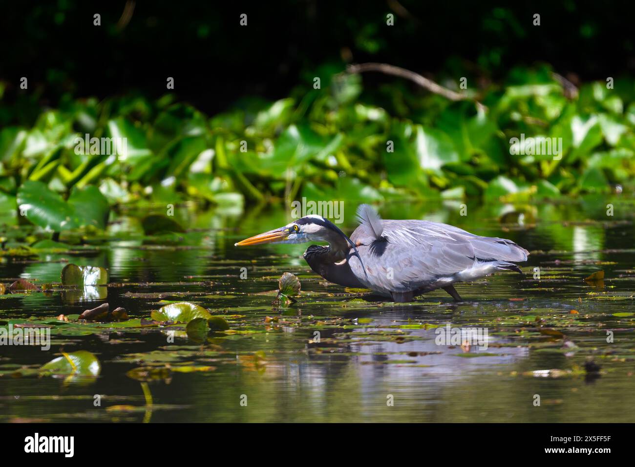 Ein großer Blaureiher (Ardea herodias), der in einem Teich in Michigan, USA, auf der Jagd nach Nahrung sucht. Stockfoto