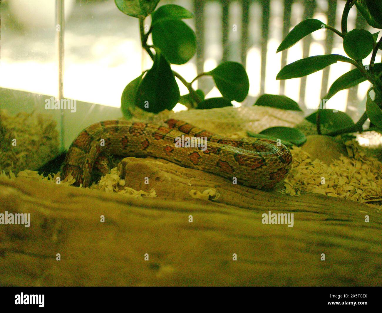 Die Rote Maisschlange in Florida, die in einem Glasaquarium Haut schmelzt. Horizontale Nahansicht. Nicht-giftiges Reptil mit Streifen mit grüner Pflanze Stockfoto