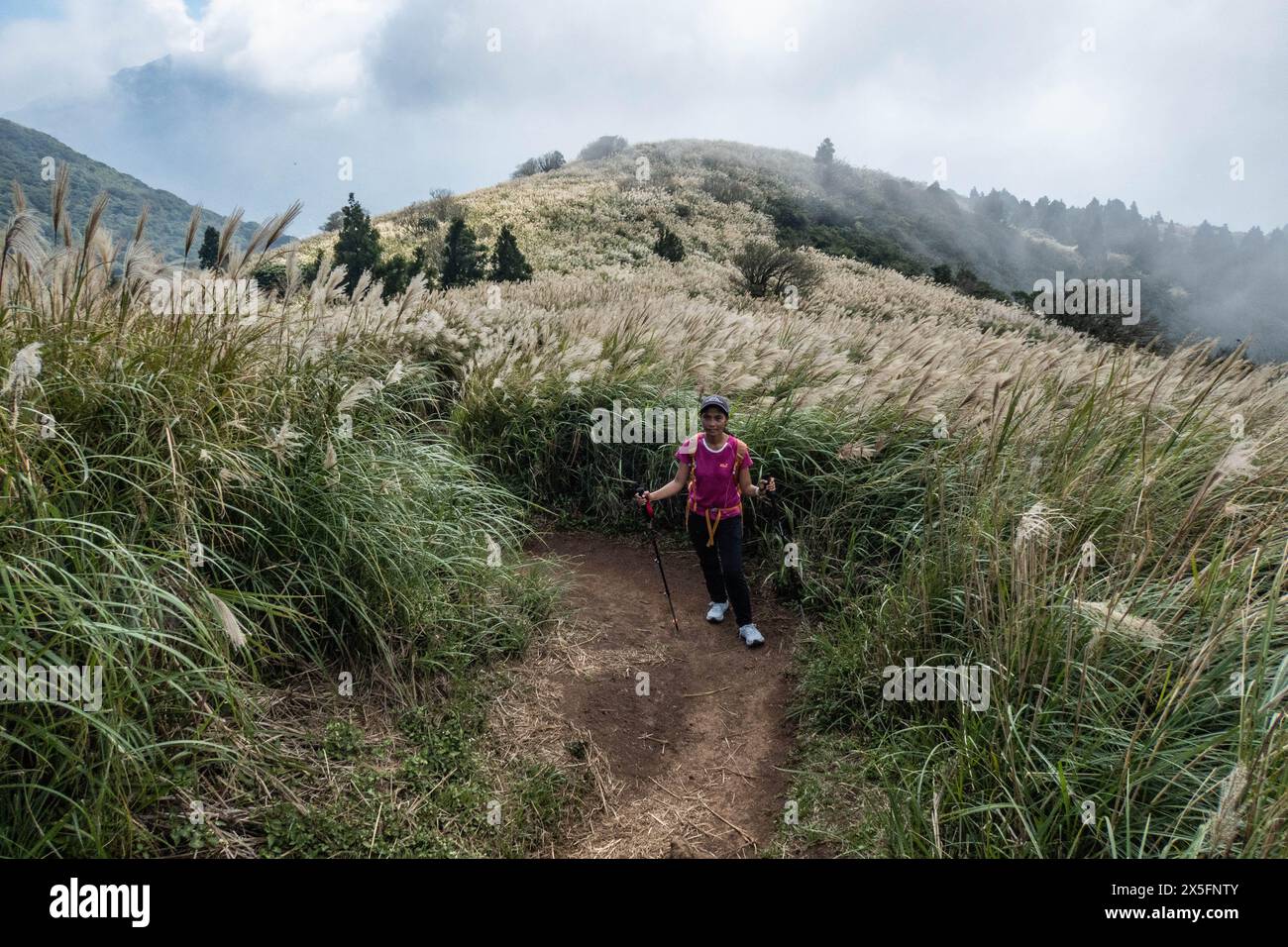 Trekking durch chinesisches Silbergras im Yangmingshan-Nationalpark, Taipeh, Taiwan Stockfoto