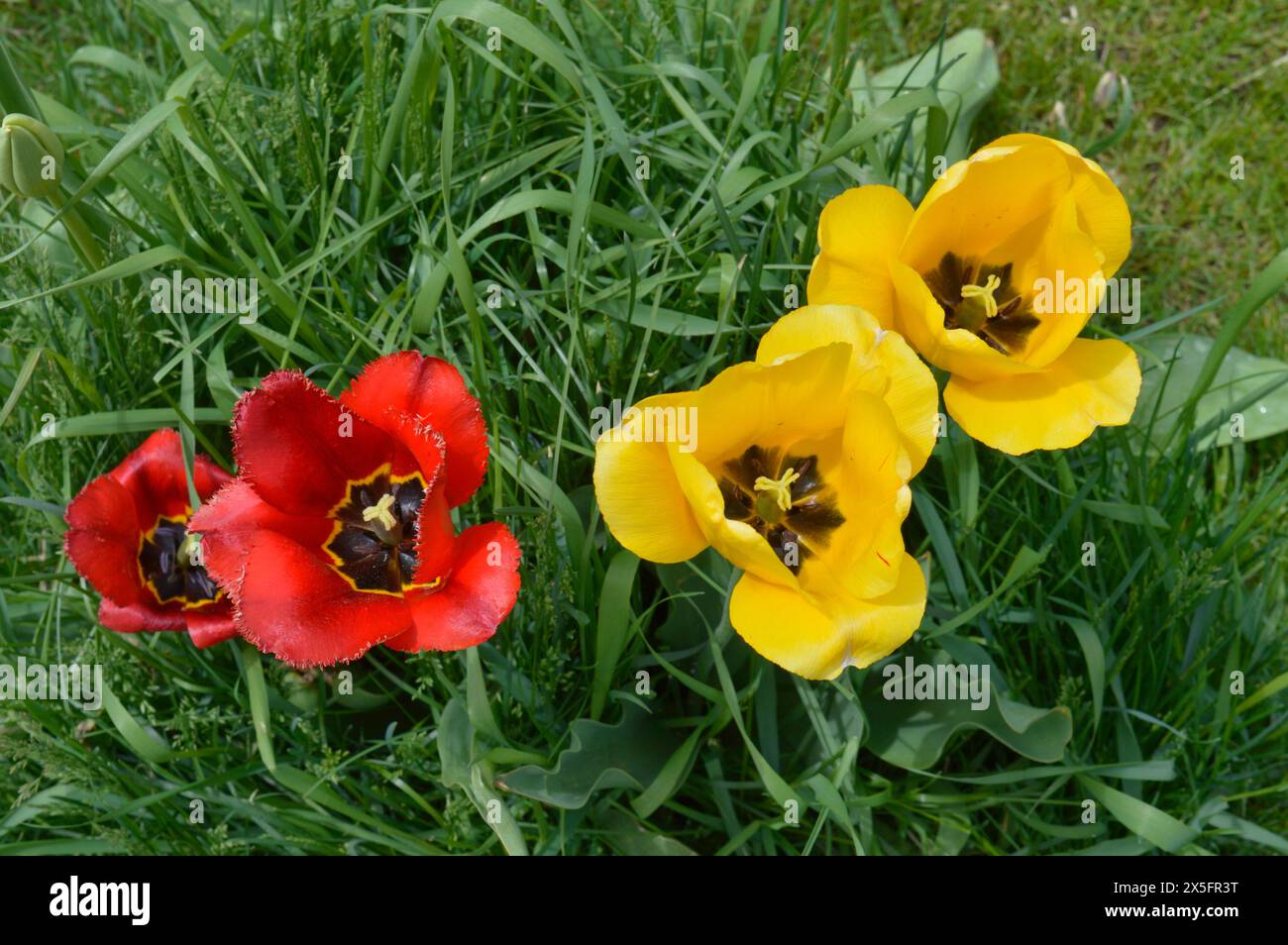 Ein Blick von oben nach unten auf die weit geöffneten Tulpen im späten Frühling Stockfoto