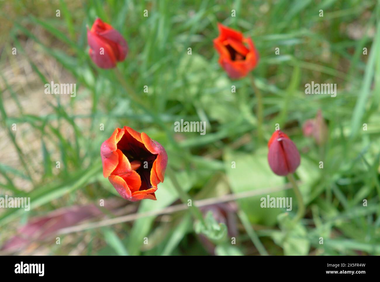 Von oben nach unten sehen Sie rote und gelbe Tulpen, die im kanadischen Frühling geöffnet werden Stockfoto