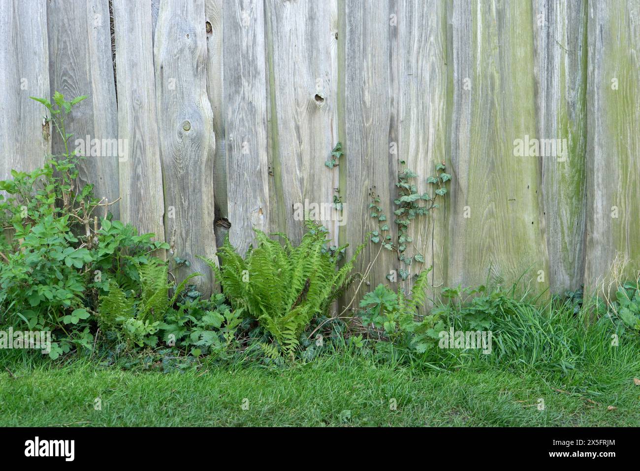 Hintergrund mit Holzwand, wilden Pflanzen und Gras Stockfoto
