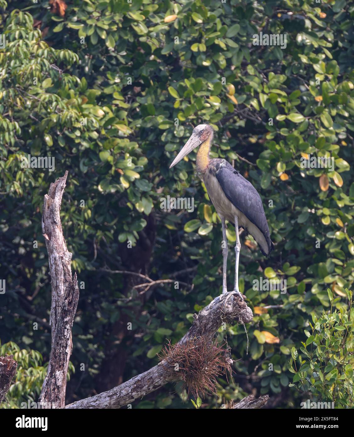 Wilder kleiner Adjutant in sundarbans. Dieses Foto wurde aus dem Sundarbans-Nationalpark in Bangladesch gemacht. Stockfoto