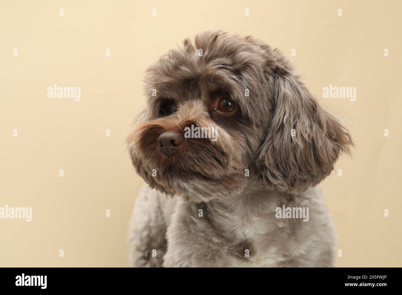 Süßer Maltipoo-Hund auf beigefarbenem Hintergrund. Hübsches Haustier Stockfoto