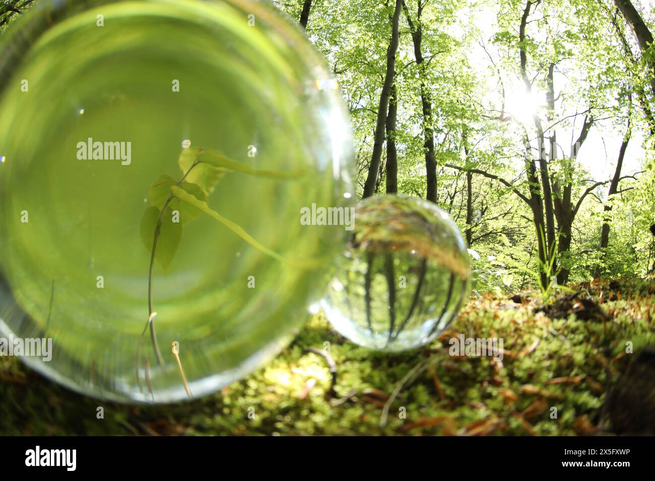 Schöne Pflanze, die draußen wächst, umgekehrte Reflexion. Kristallkugeln im Wald Stockfoto