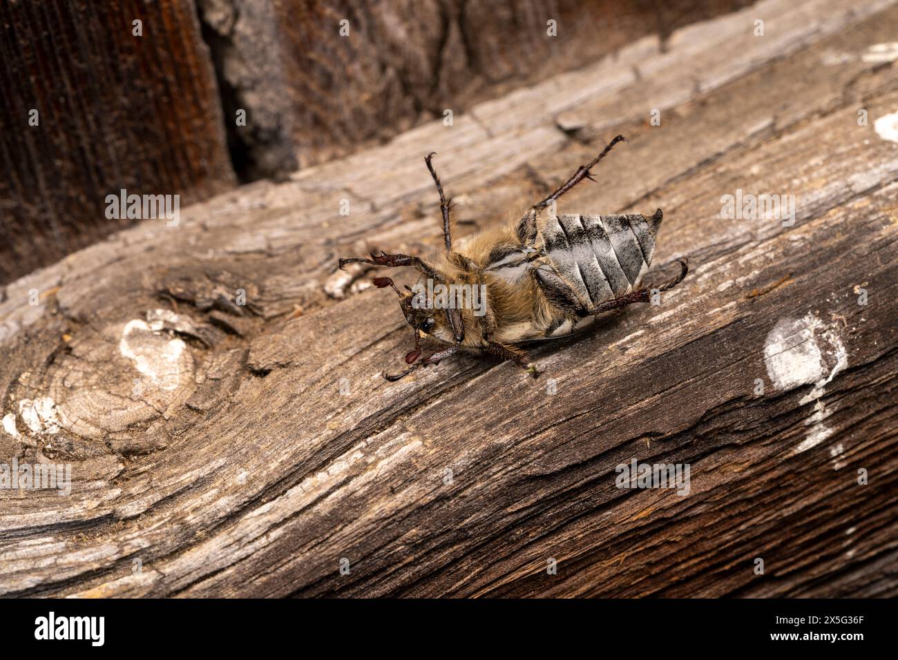 Melolontha melolontha Familie Scarabaeidae Gattung Melolontha gemeiner Cockchafer Maybug Maybeetle Doodlebog wilde Natur Insektenfotografie, Bild, Wallp Stockfoto