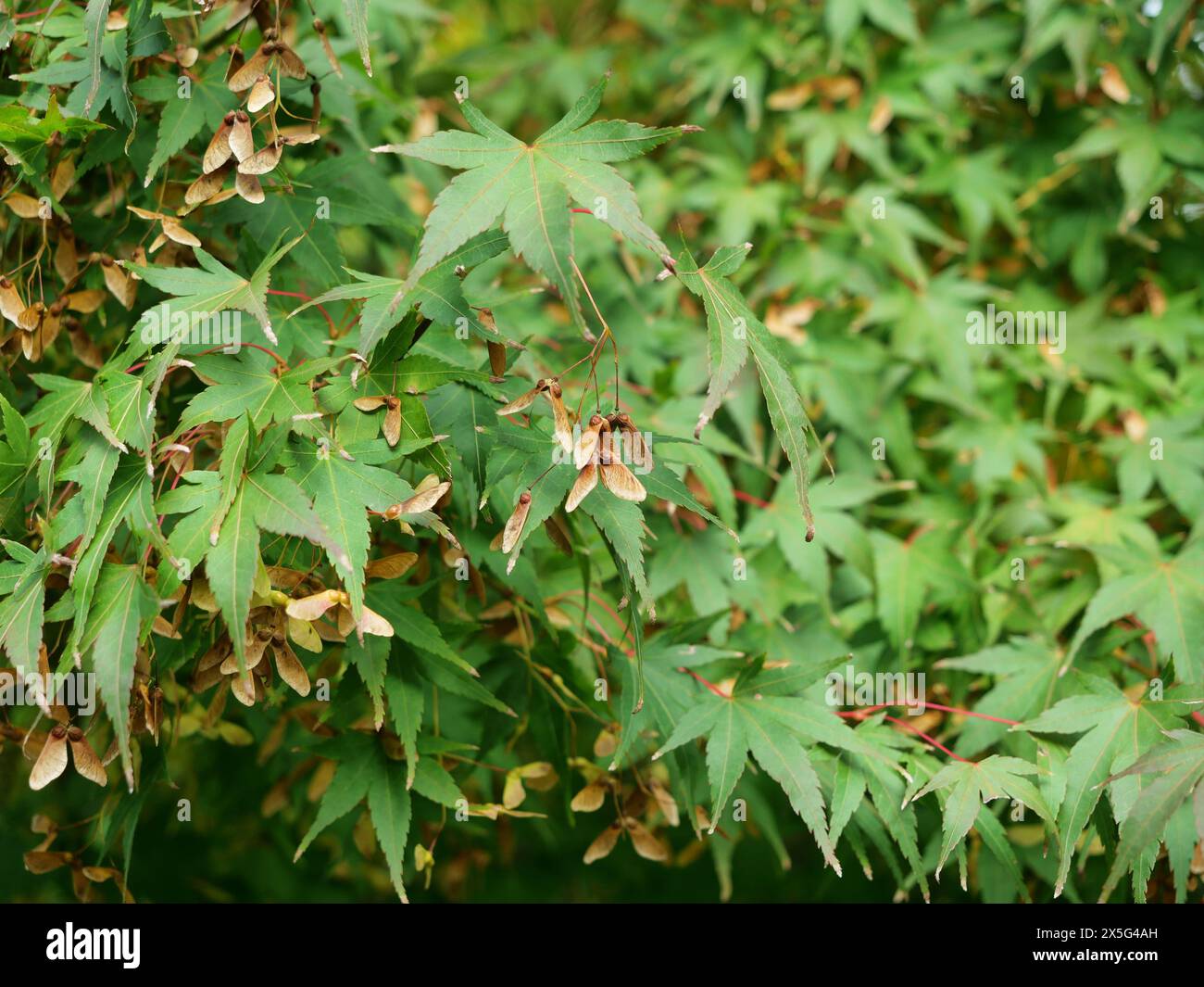 japanischer Ahorn (Acer palmatum) ist ein beliebter Zierbaum mit markantem Laub und eleganter Wuchsform, ideal für Garten- und Landschaftsgestaltung Stockfoto