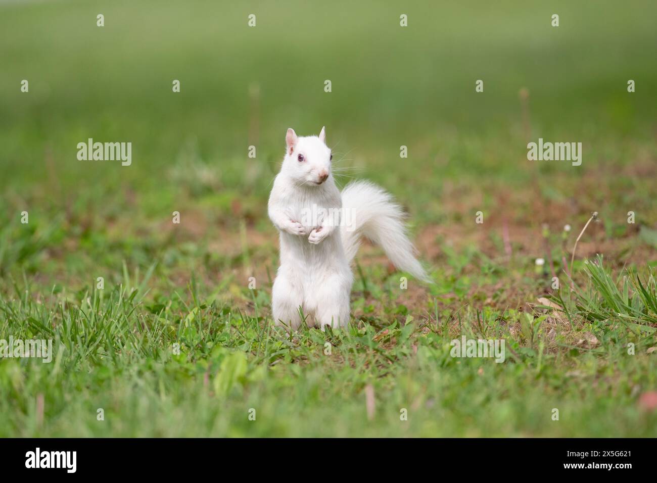 Niedliches weißes Eichhörnchen auf grünem Gras an den Hinterbeinen und schauen sich im City Park in Olney, Illinois, um, bekannt für seine Bevölkerung von albin Stockfoto