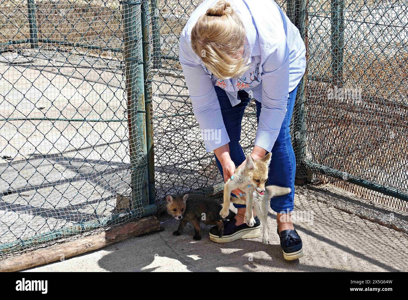 8. Mai 2024, Diyarbakir, Türkei: Ein Mitarbeiter des Tigris Wild Animal Rescue and Rehabilitation Center wird mit Fuchsjungen gespielt. Zwei Fuchsjungen, die in der türkischen Stadt Diyarbakir verloren gingen, weil sie aus ihrem Nest fielen, wurden von Tierliebhabern entführt und an das Dicle Wild Animal Rescue and Rehabilitation Center der Dicle University Fakultät für Veterinärmedizin geliefert. Es wurde gesagt, dass die Füchse, die unter Schutz in der Mitte genommen wurden, nach dem Aufwachsen in die Wildnis freigelassen werden. (Credit Image: © Mehmet Masum Suer/SOPA Images via ZUMA Press Wire) EDITOR Stockfoto