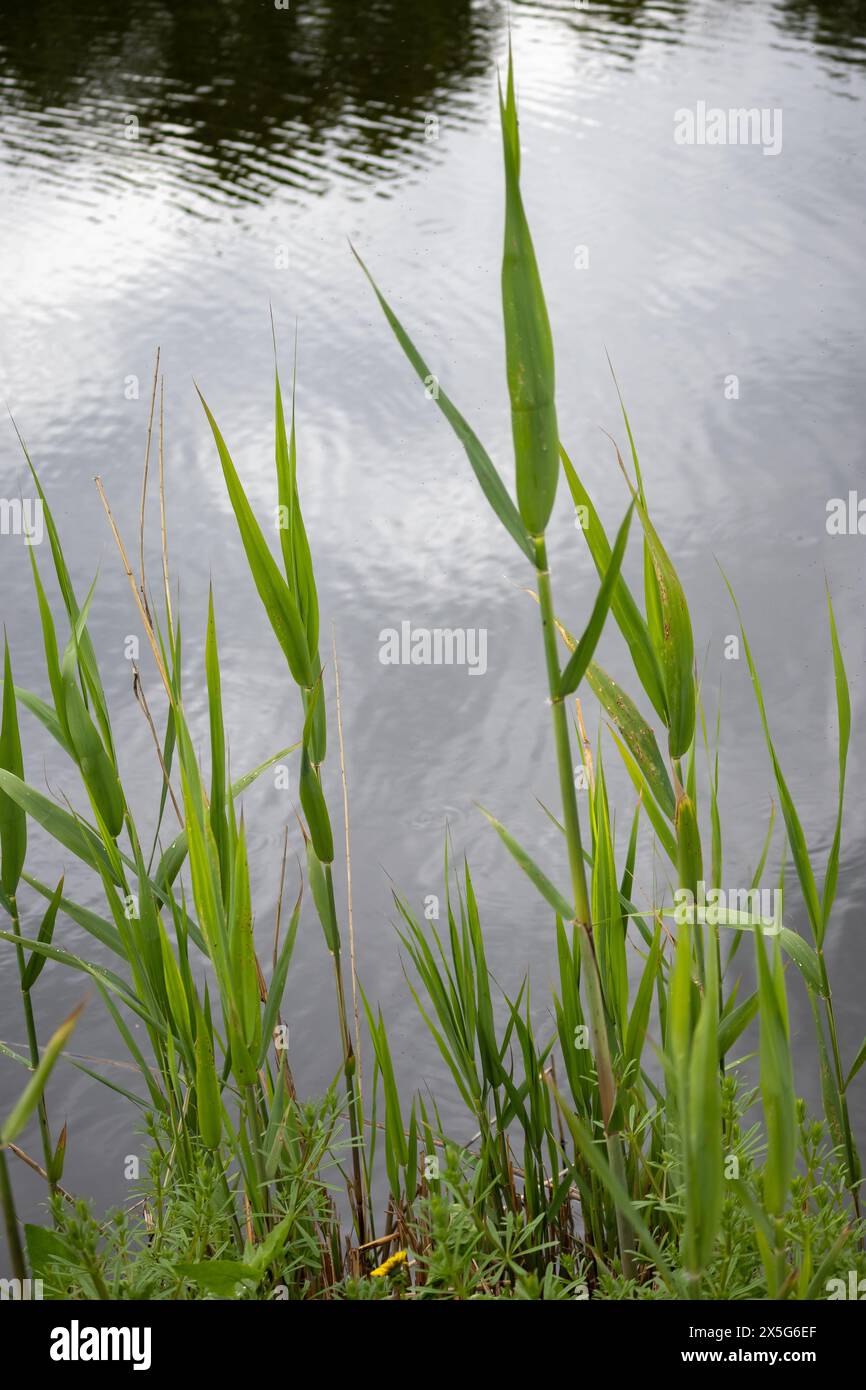 Landschaftlich schöner Blick auf den Comana-See, Teil des Naturparks Comana, in der Nähe von Bukarest, Rumänien. Stockfoto