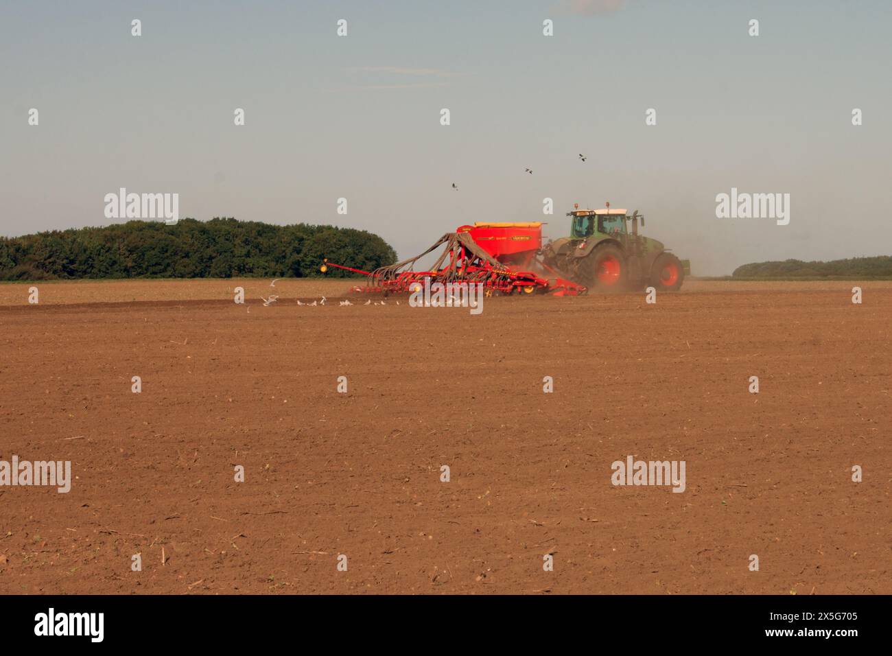 UK, Norfolk - Vögel hinter einem Traktor Saatgut ausbreiten Stockfoto