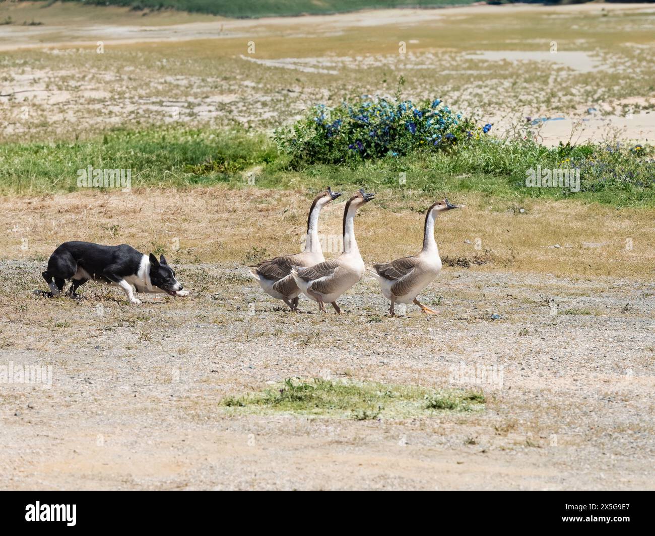 Reinrassiger Border Collie Schäferhund, der eine Gruppe Gänse auf dem Feld anführt Stockfoto