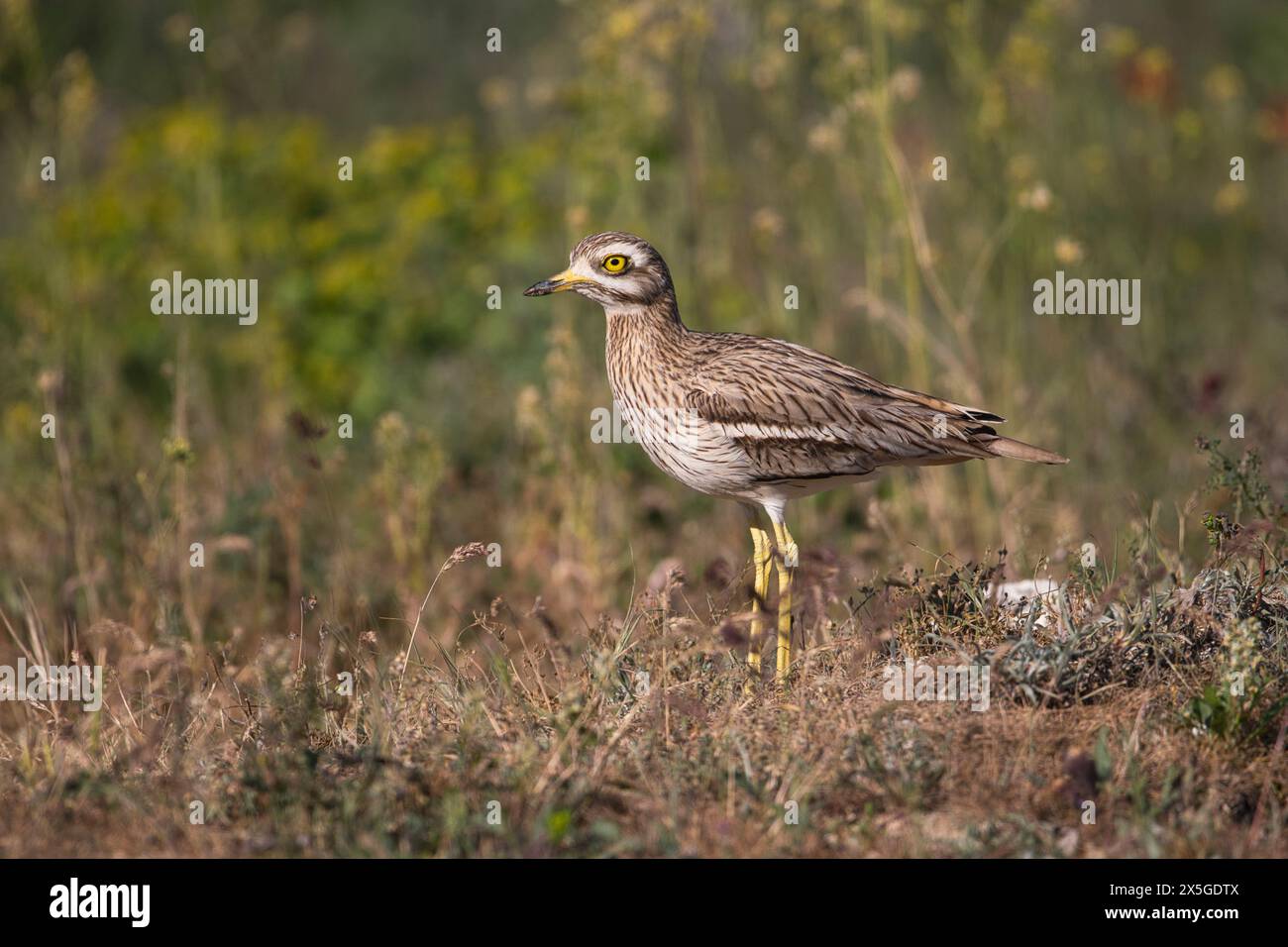 (Burhinus oedicnemus Stone curlew) Stockfoto