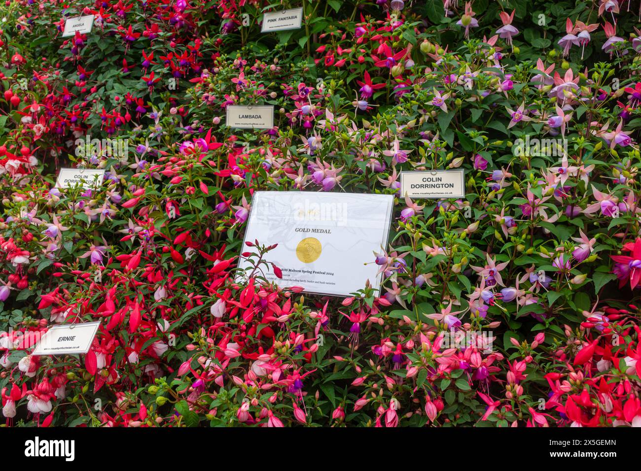 Mai 2024. Das RHS Malvern Spring Festival wurde heute an einem warmen sonnigen Tag eröffnet. Tausende von Besuchern besuchten die jährliche Blumenausstellung auf dem Three Counties Showground in Malvern, Worcestershire, England, Großbritannien. Die Veranstaltung findet über 4 Tage statt und endet am 12. Mai 2024. Stockfoto