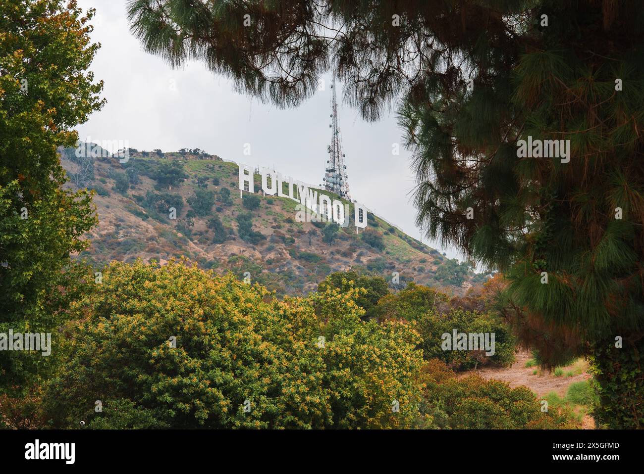 Legendäres Hollywood-Schild, eingerahmt von Grün in Los Angeles. Stockfoto