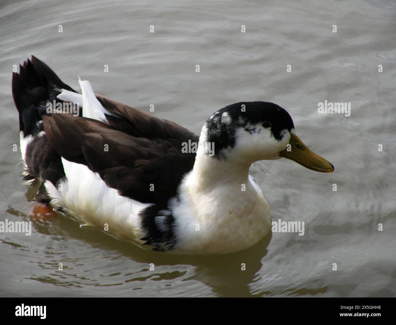 Schwarz-weiße Ente schwimmt im See Stockfoto