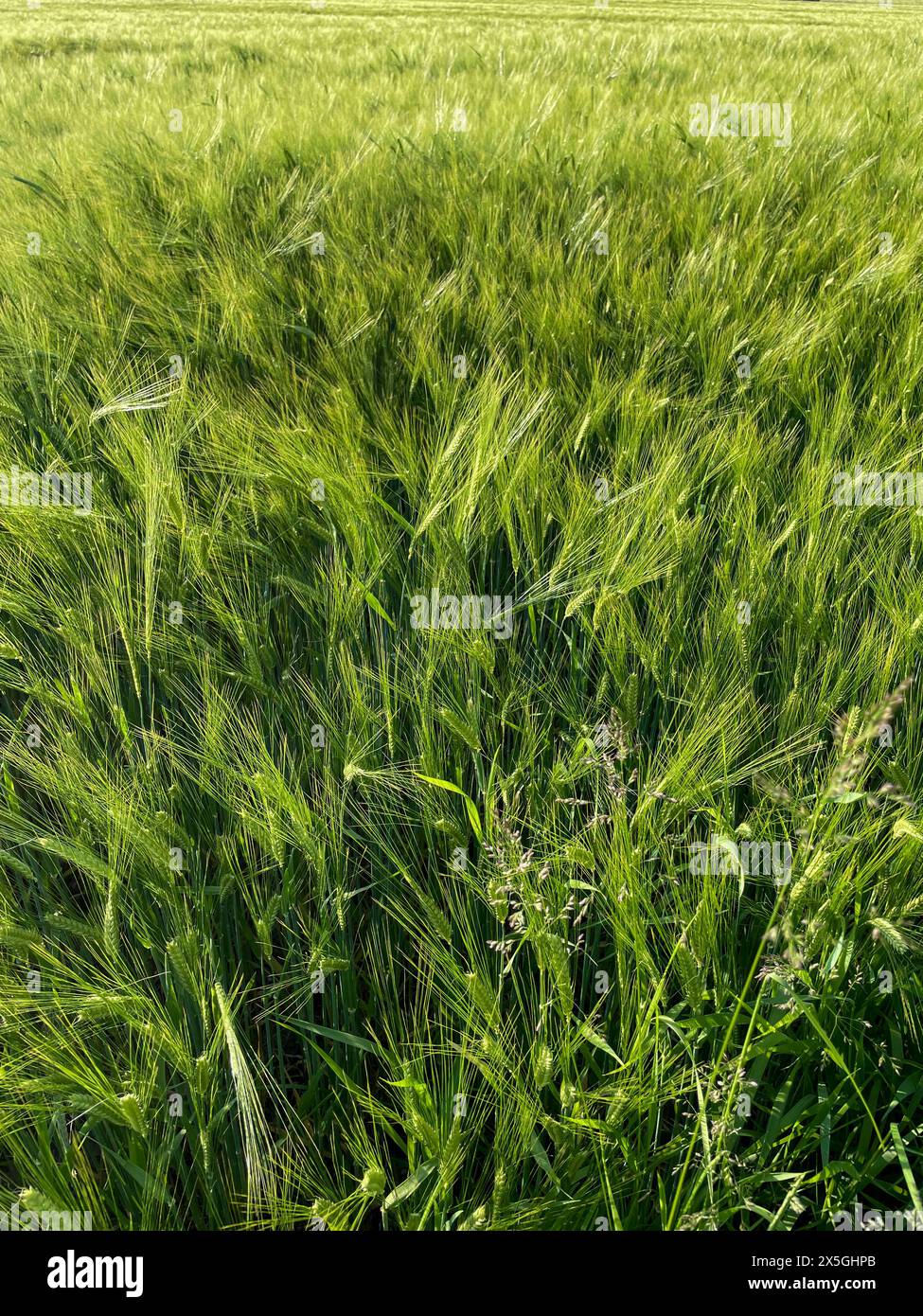 Gerste mit langen Ähren, Getreidefeld im Sommer Stockfoto