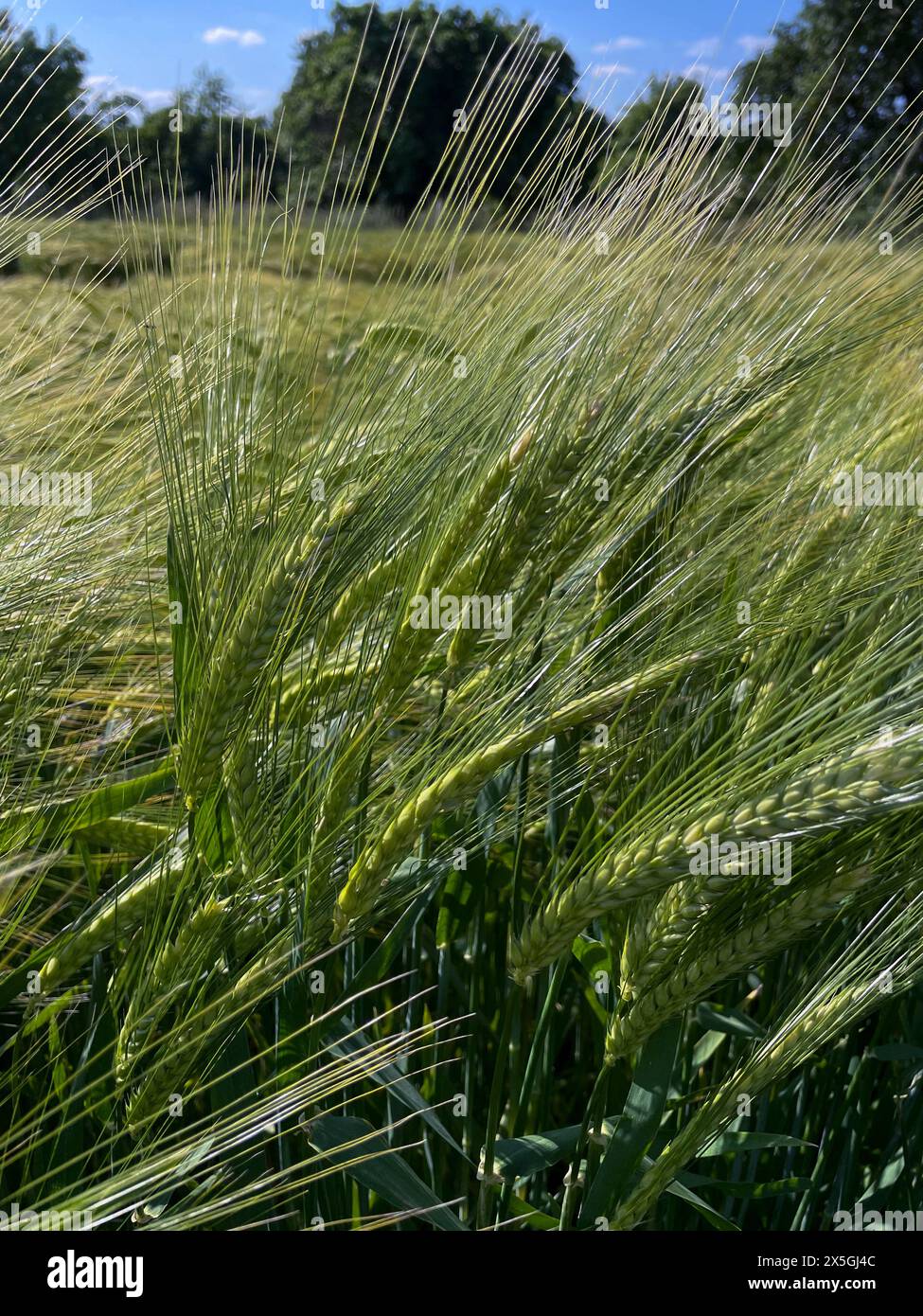 Gerste mit langen Ähren, Getreidefeld im Sommer Stockfoto