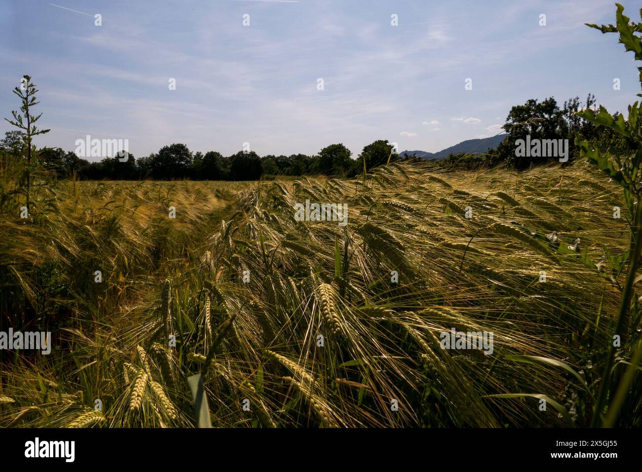 Gerste mit langen Ähren, Getreidefeld im Sommer Stockfoto