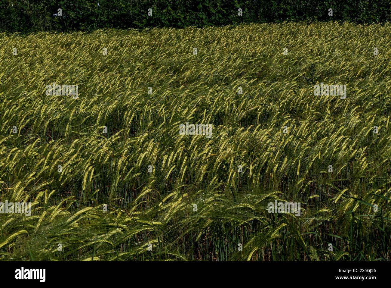 Gerste mit langen Ähren, Getreidefeld im Sommer Stockfoto